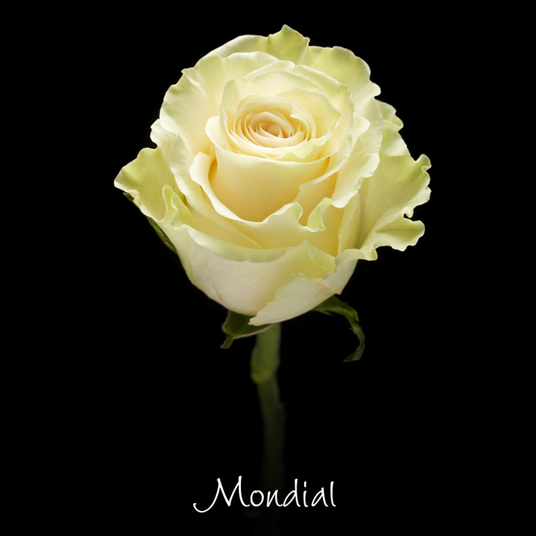 Flowex - The Mondial Rose. Beautiful rose that can be...