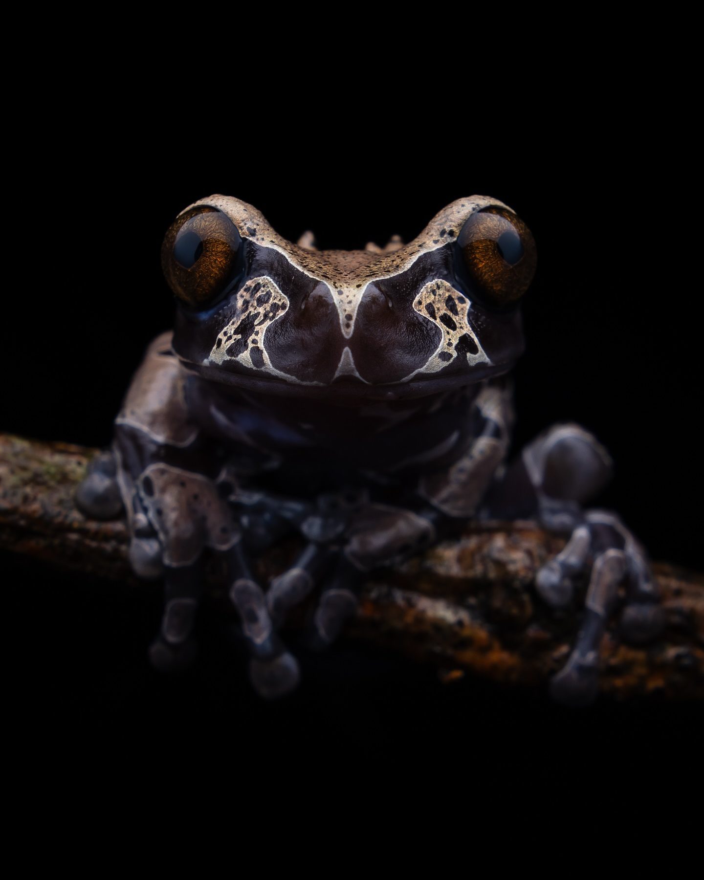 The Reptile - @bast_snakeskeeper photographed this amazing looking ...