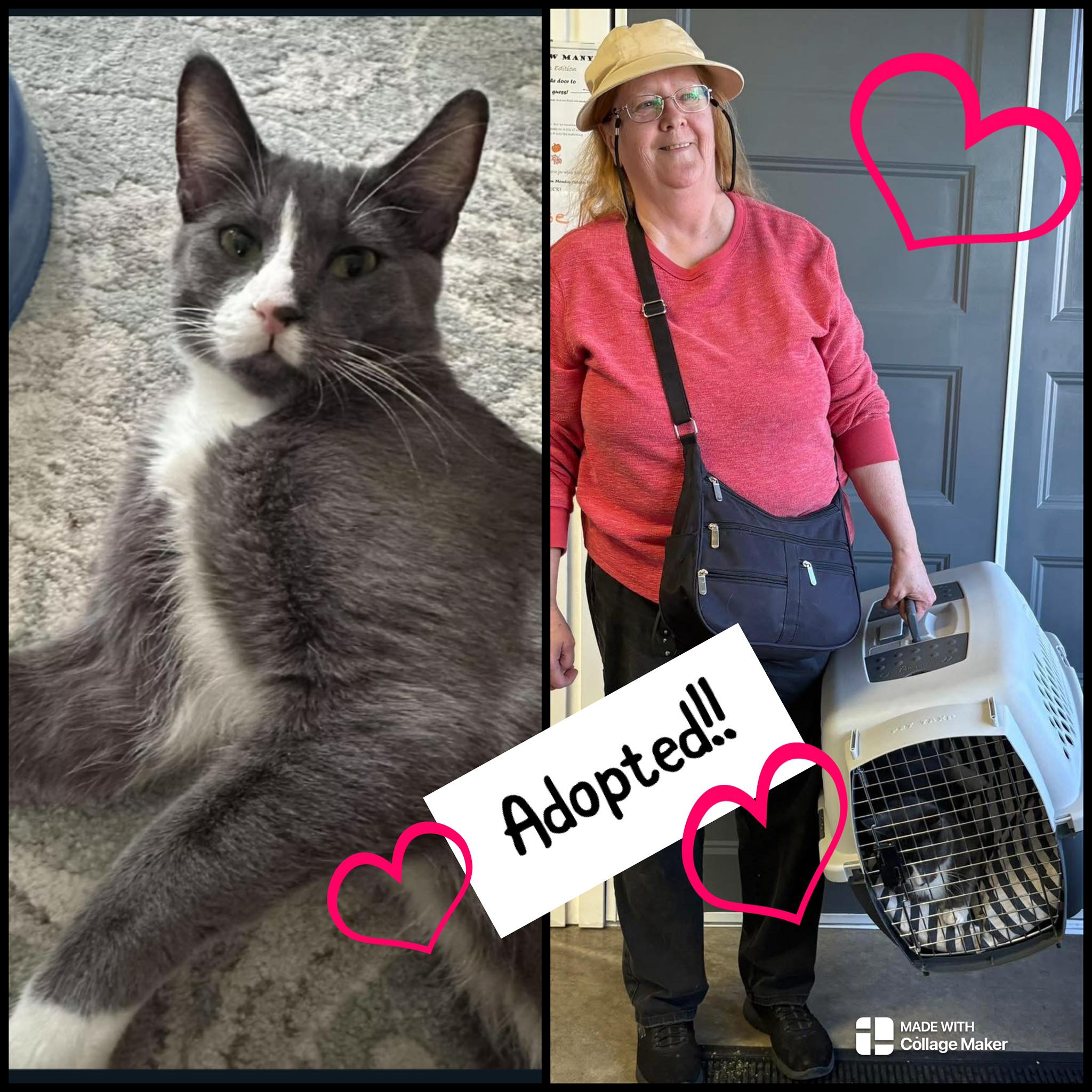 Last Chance Cat Ranch Lethbridge - ADOPTED! POMEGRANATE She is going to ...