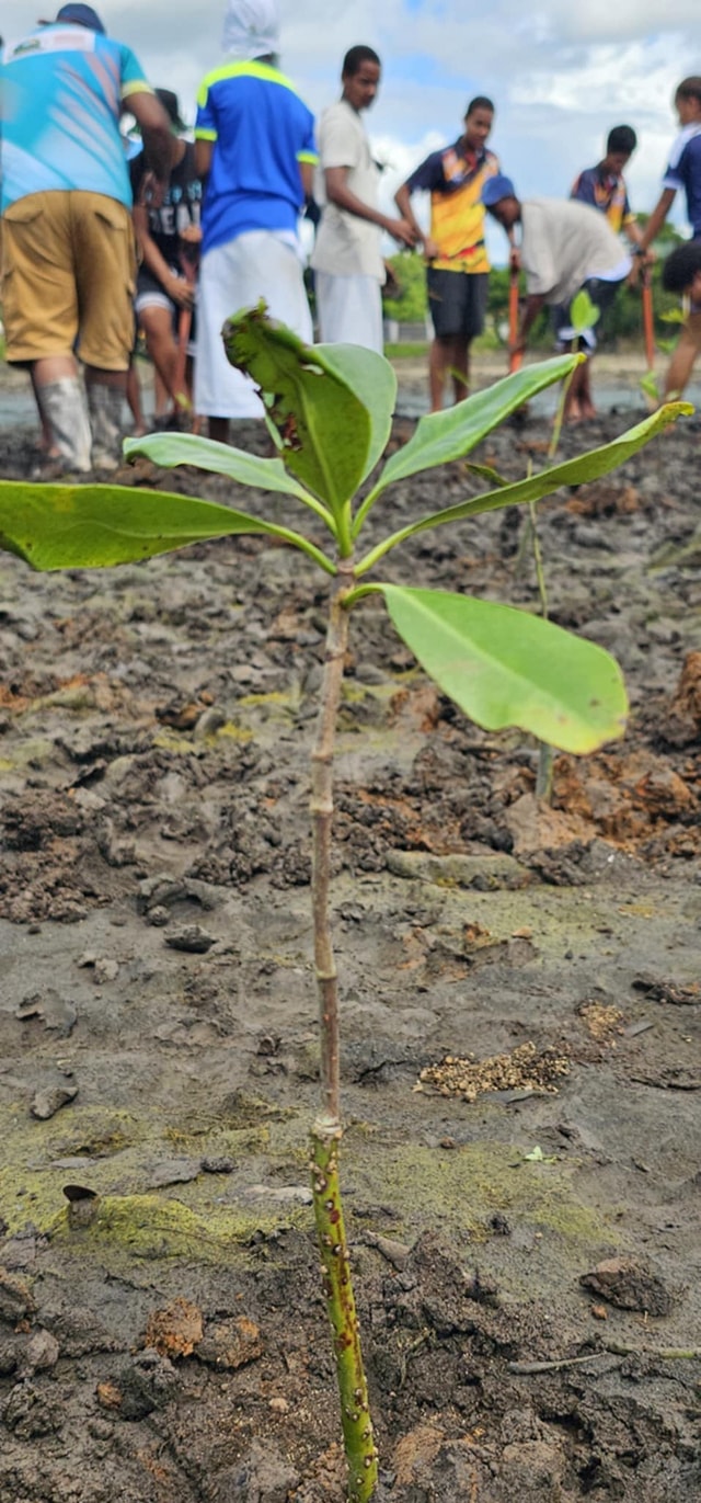 Tavua College - 🌿 Adaptation Through Tree Planting for a... | Facebook