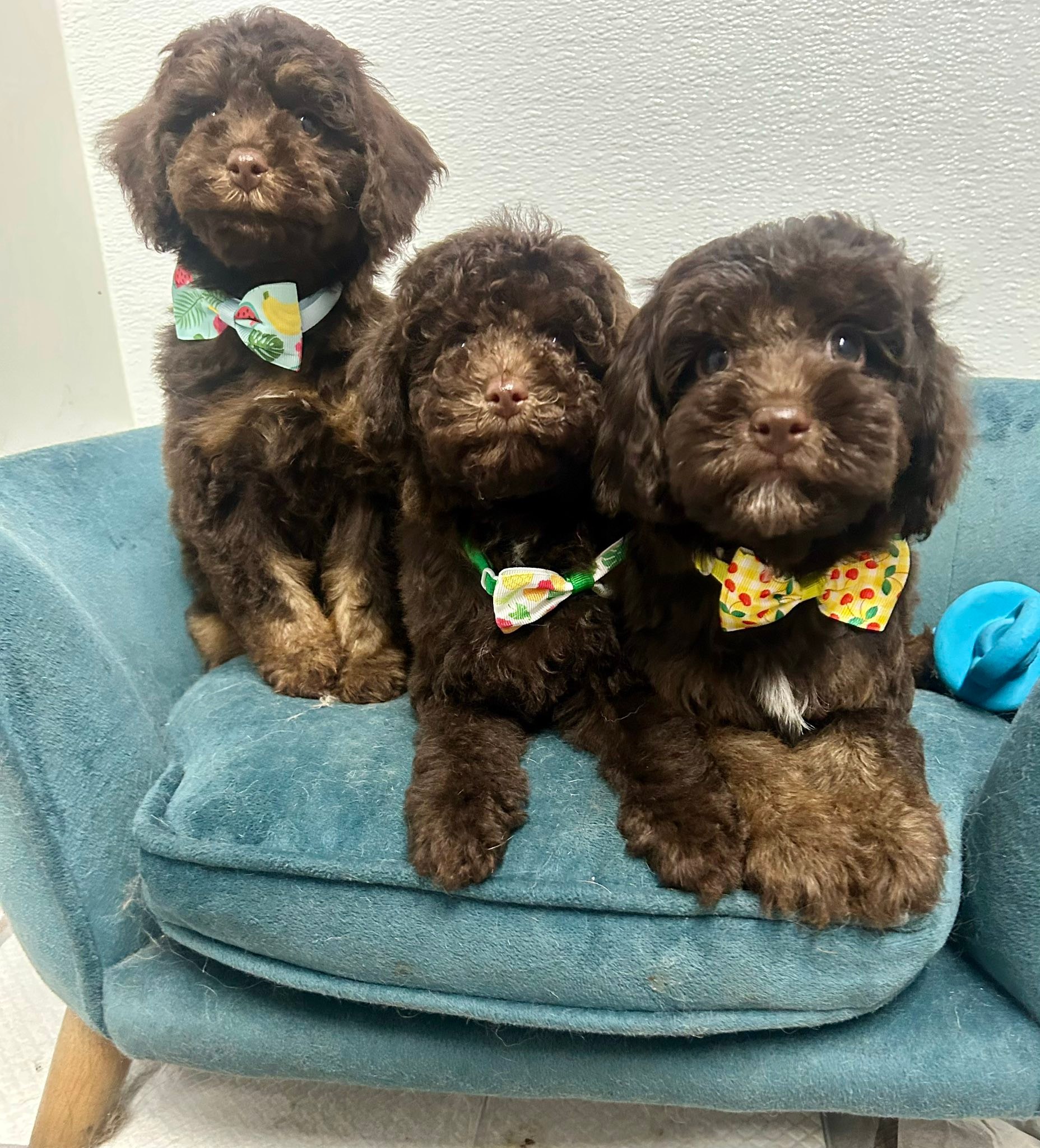 LI Poodles & Doodles
