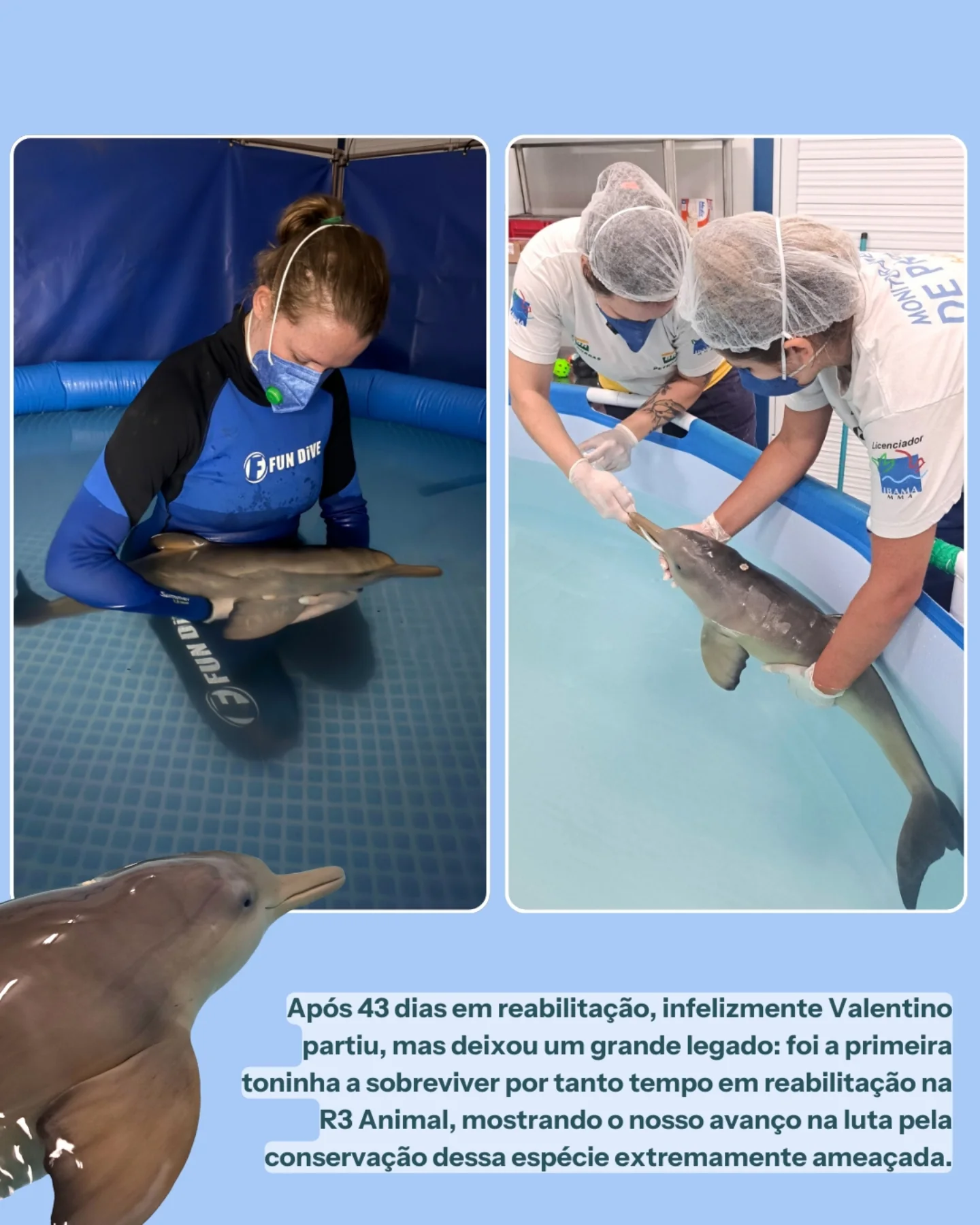 Associação R3 Animal added a new photo. - Associação R3 Animal