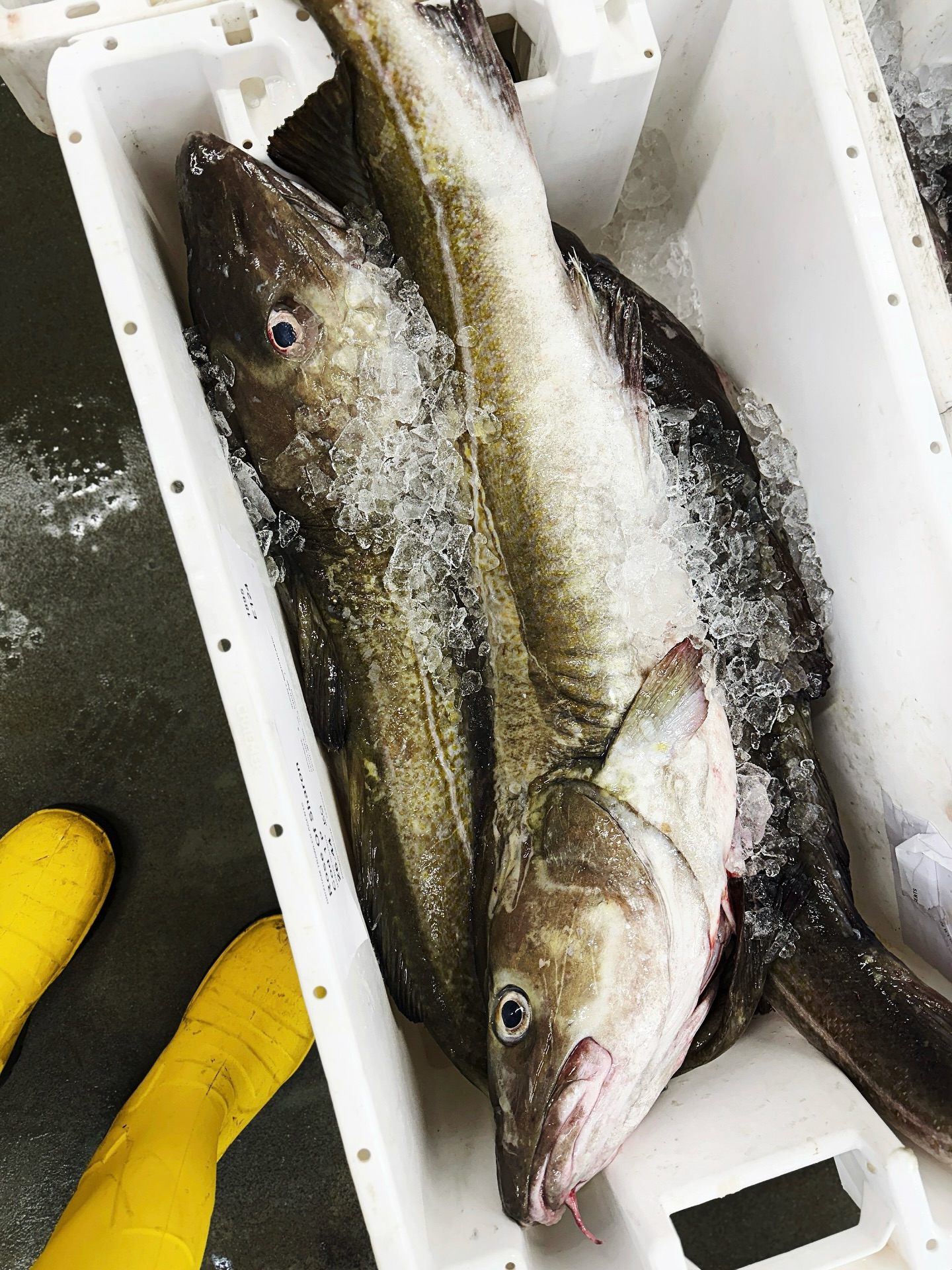 Brixham Fish Market added a new... - Brixham Fish Market