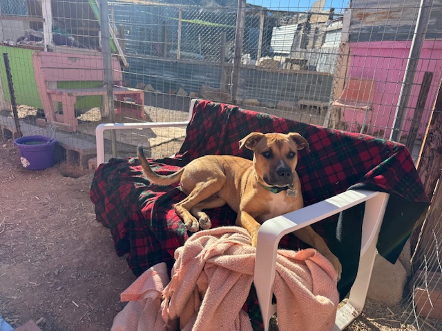 The Sierra County Humane Society and Desert Haven Animal Rescue are ...