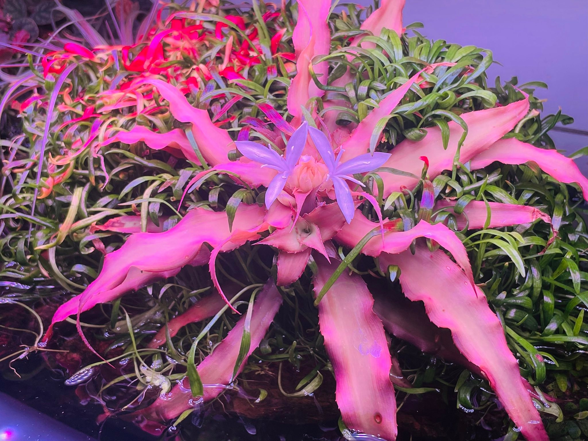 Cryptanthus 'Love Potion # 9' ready to bloom.