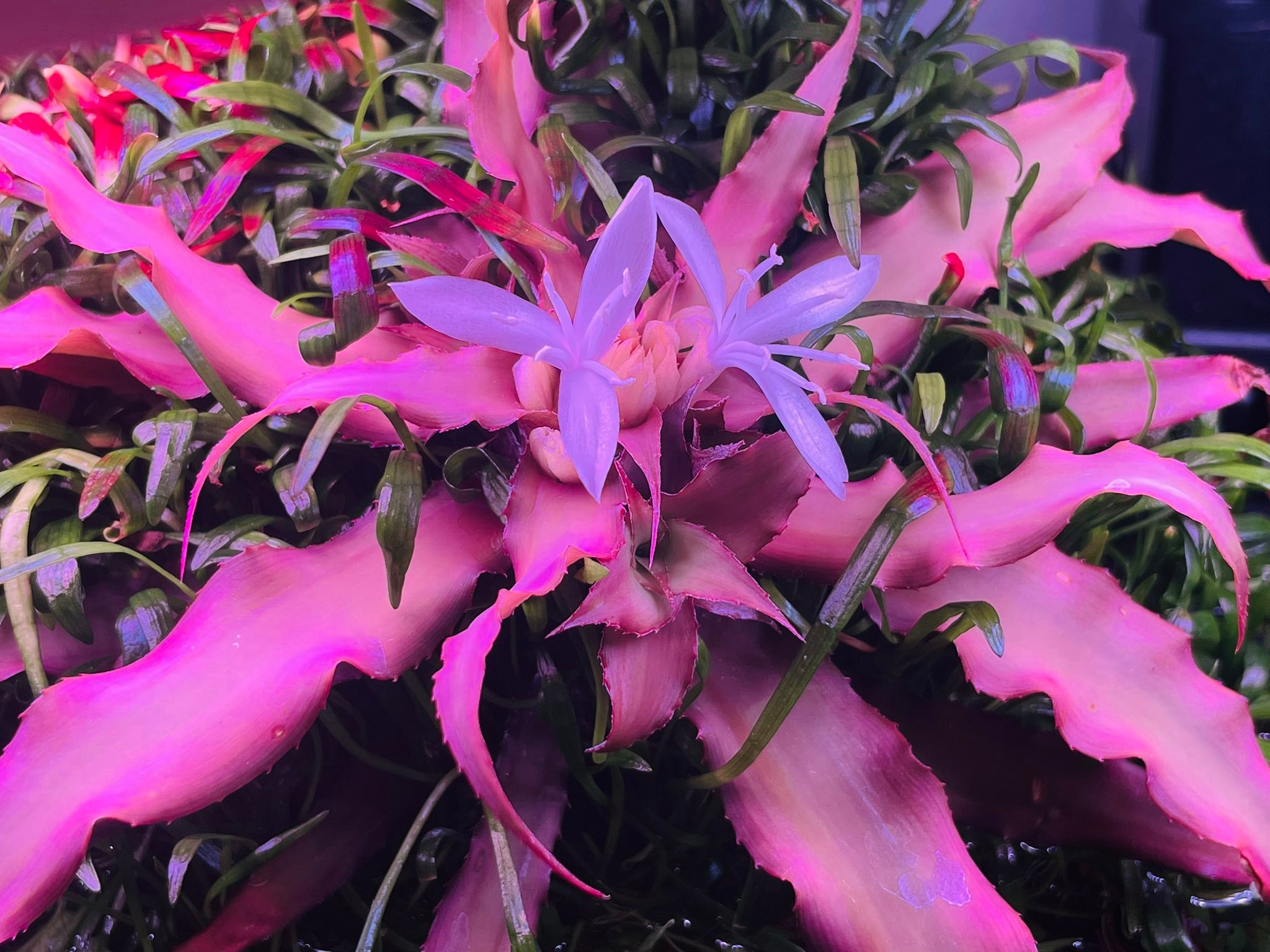 Cryptanthus 'Love Potion # 9' ready to bloom.