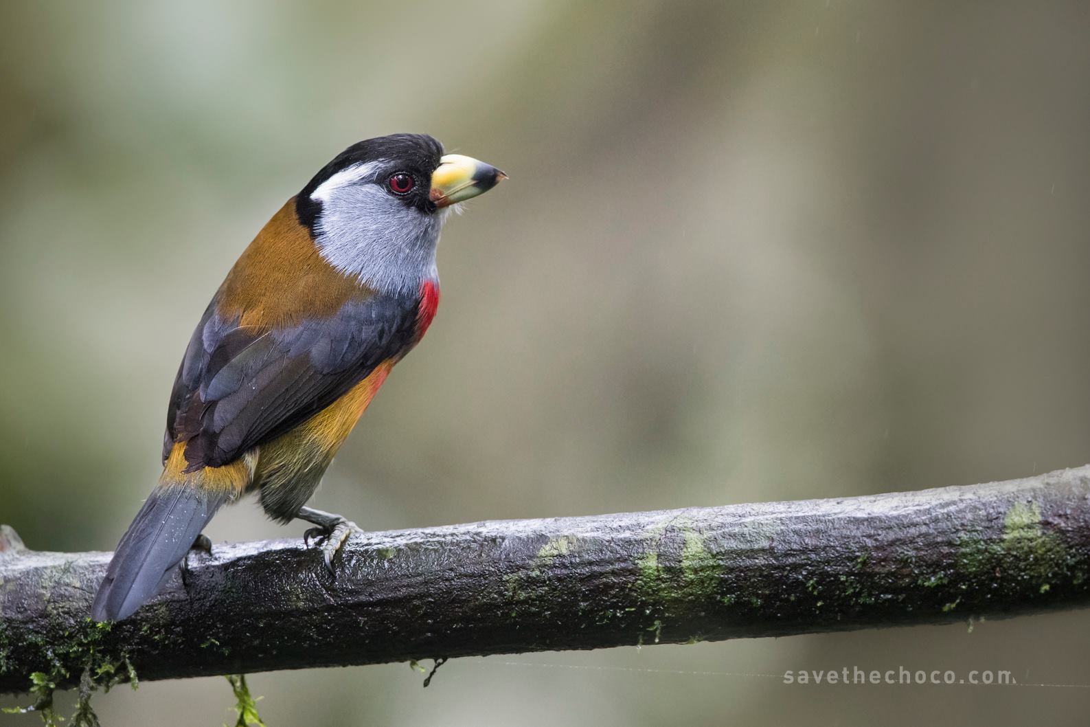Save the Chocó - A great place to bird and to pick up some... | Facebook