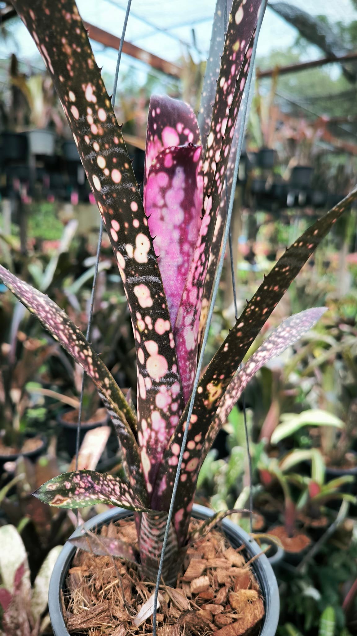 Billbergia.'Talbot Mr Cooper' #Tonepraigarden