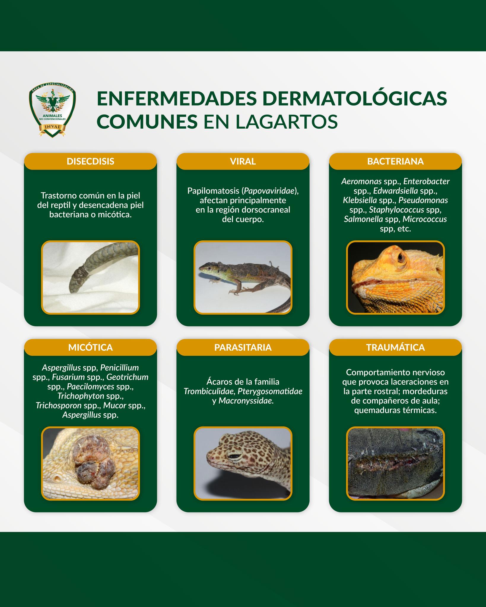 INVAE Animales no convencionales. - El hongo Encephalitozoon cuniculi ...