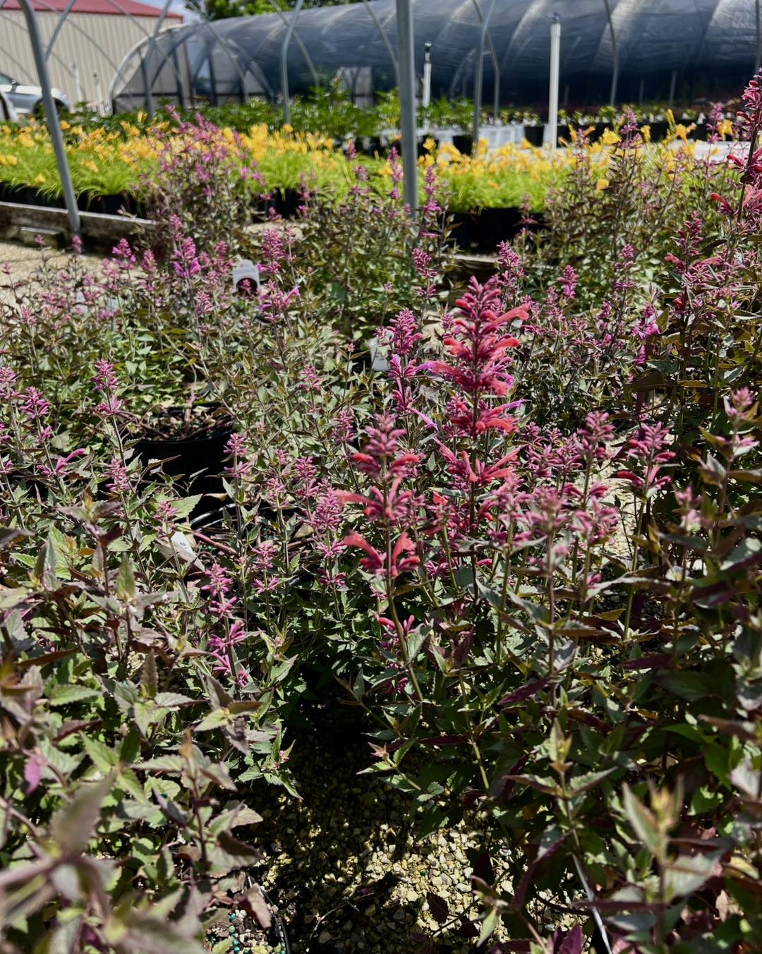 The Dabney - Agastache, known as Giant Hyssop or Hummingbird Mint, now ...
