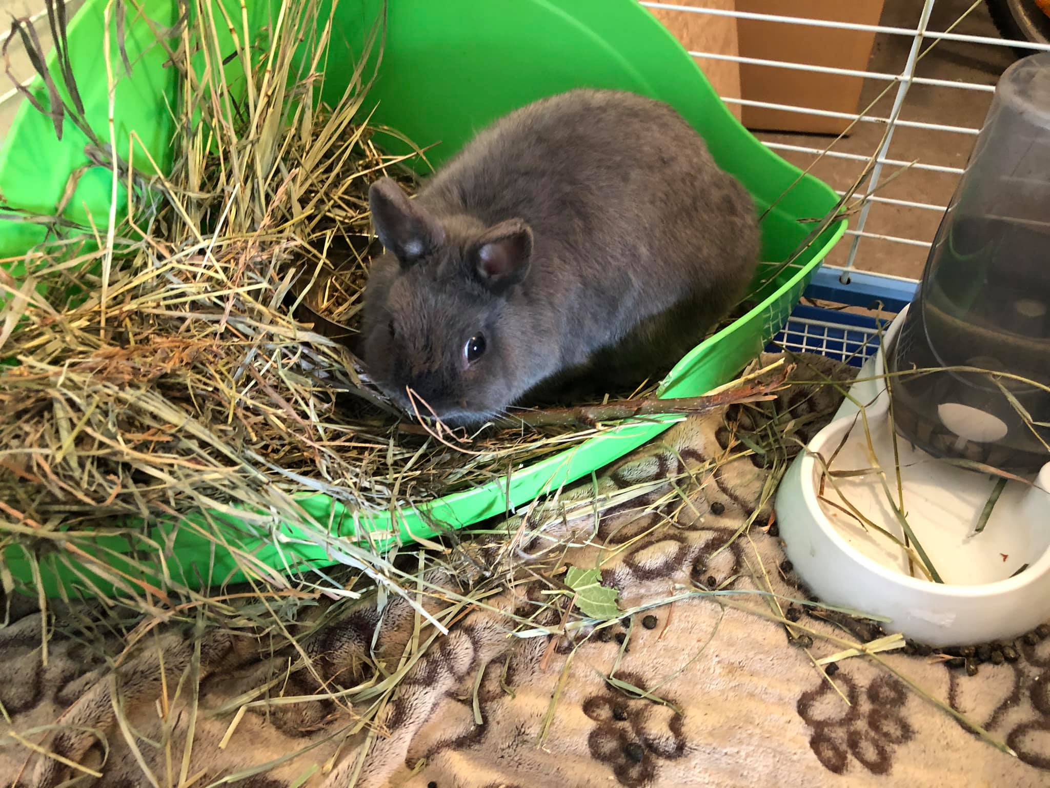 Meet Aspen! Blue Netherland... - Rascally Rabbit Rescue | Facebook