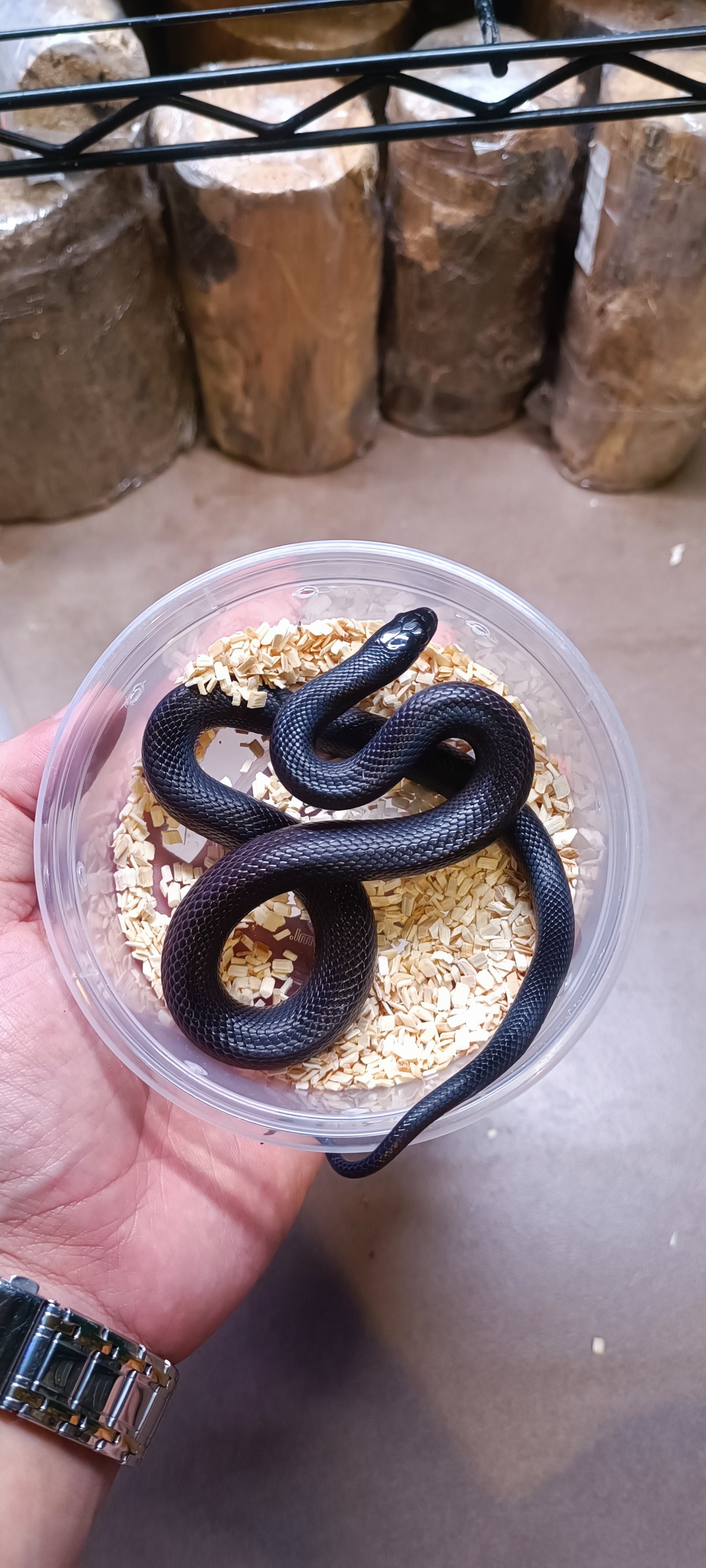 Thailand Corn King Milk Snake & Exotic Reptiles | Facebook