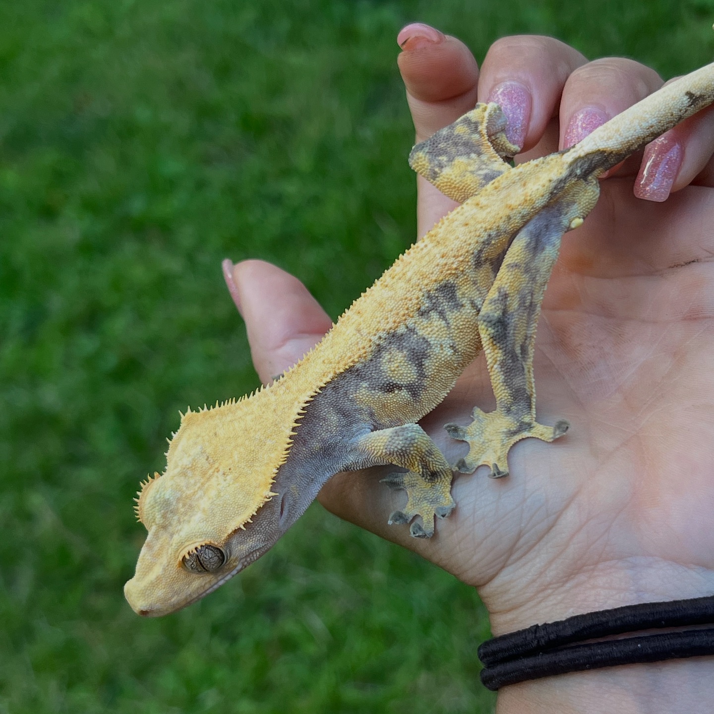 Aspiro Geckos