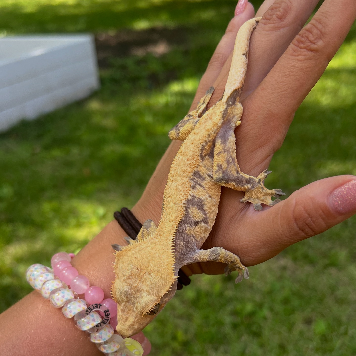 Aspiro Geckos