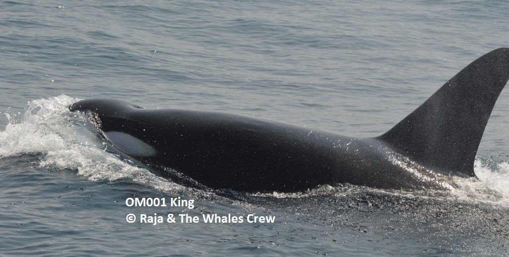 Hi Guys! Orca Alert! :D No... - OPSL Orca Project Sri Lanka | Facebook