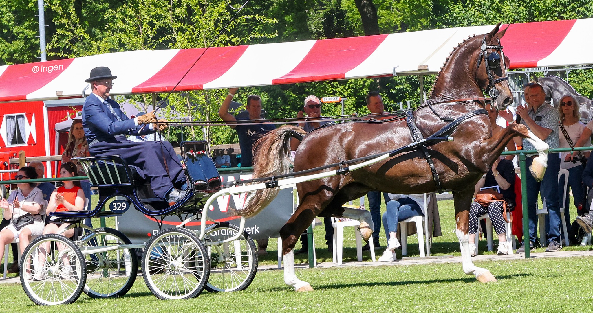 Ritsma Show Horse | Wijnjewoude