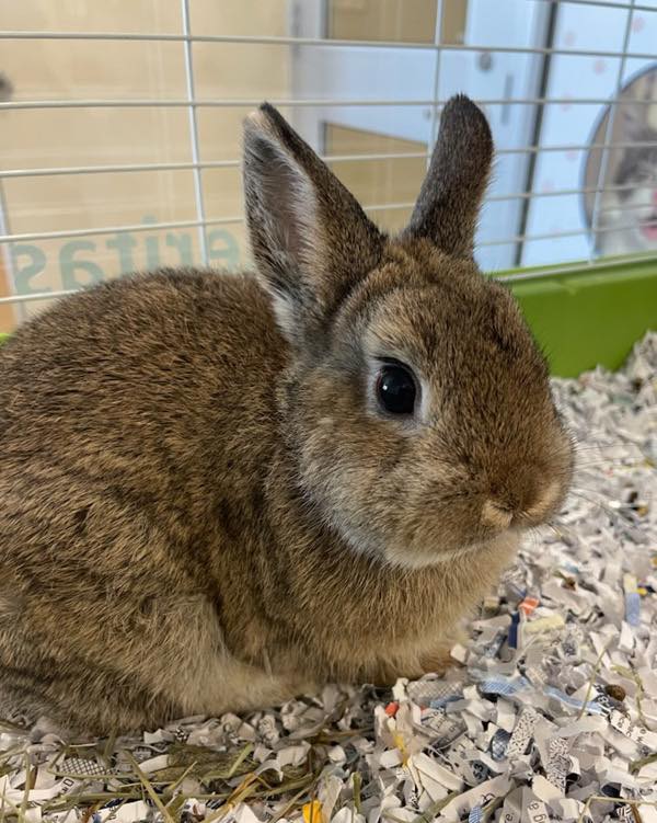 Capital - 🐰 Coke is a 4-month-old Netherland Dwarf mix rabbit available ...