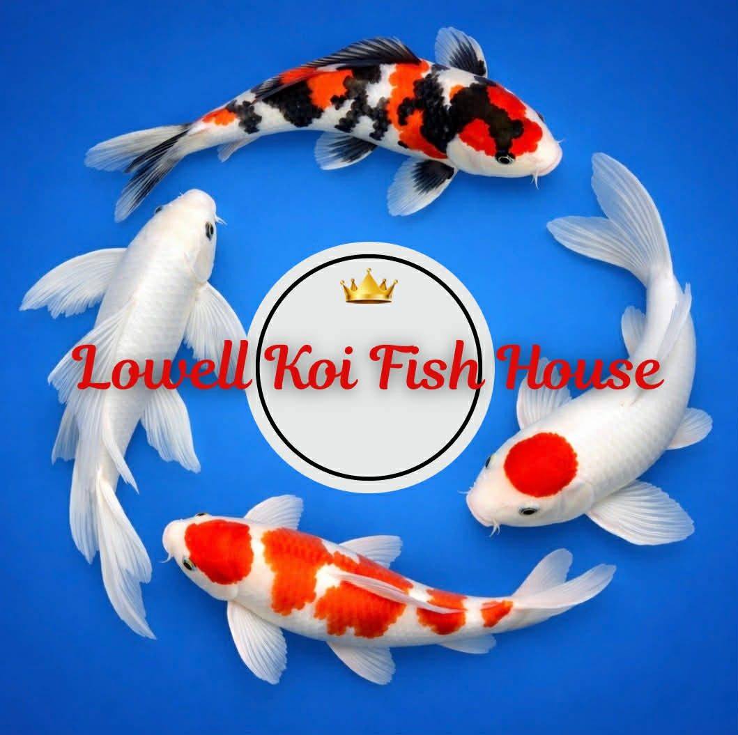 Lowell Koi Fish House on Reels