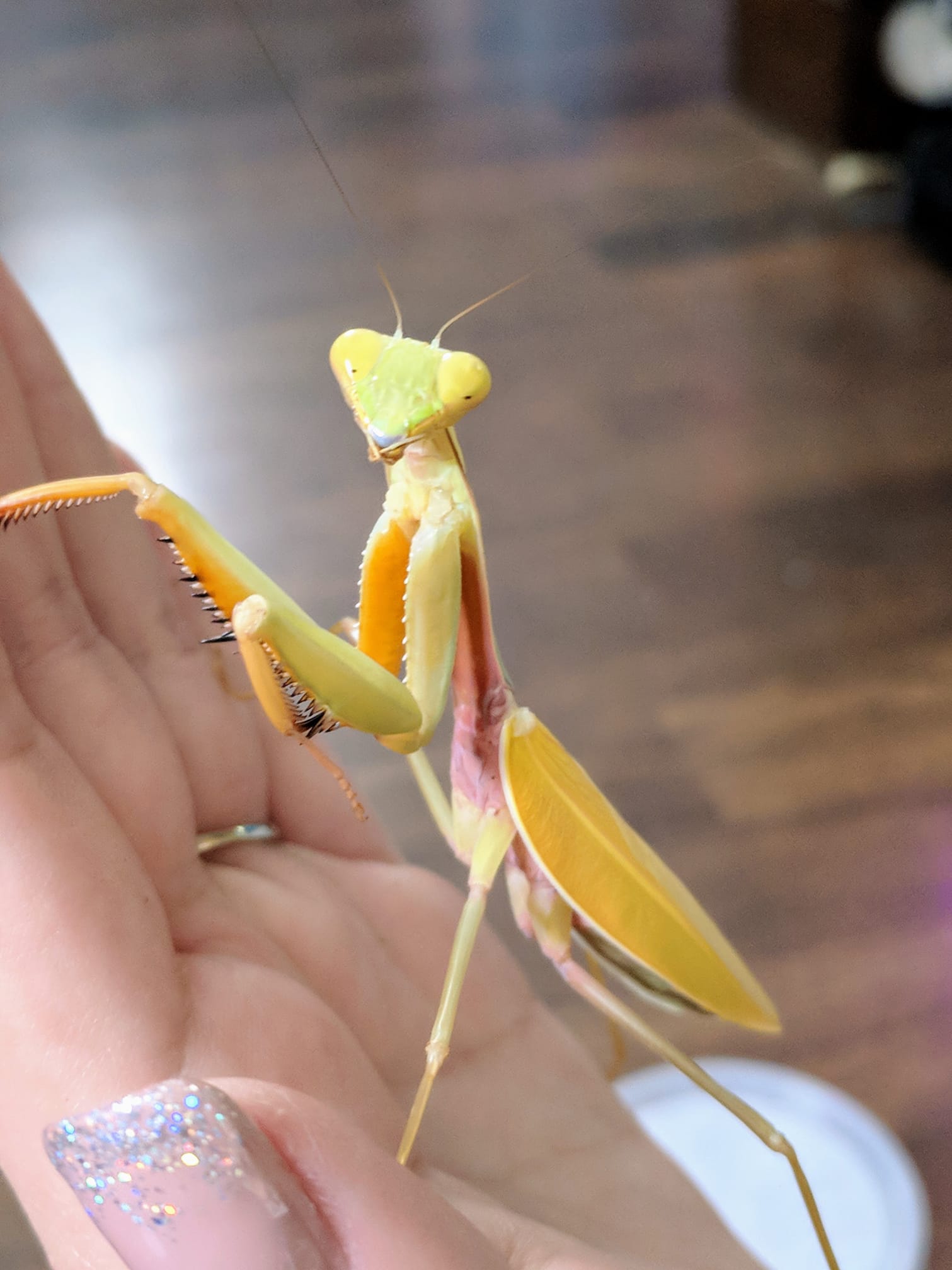 Hierodula venosa- Golden mantis. A shell of my former self!!
