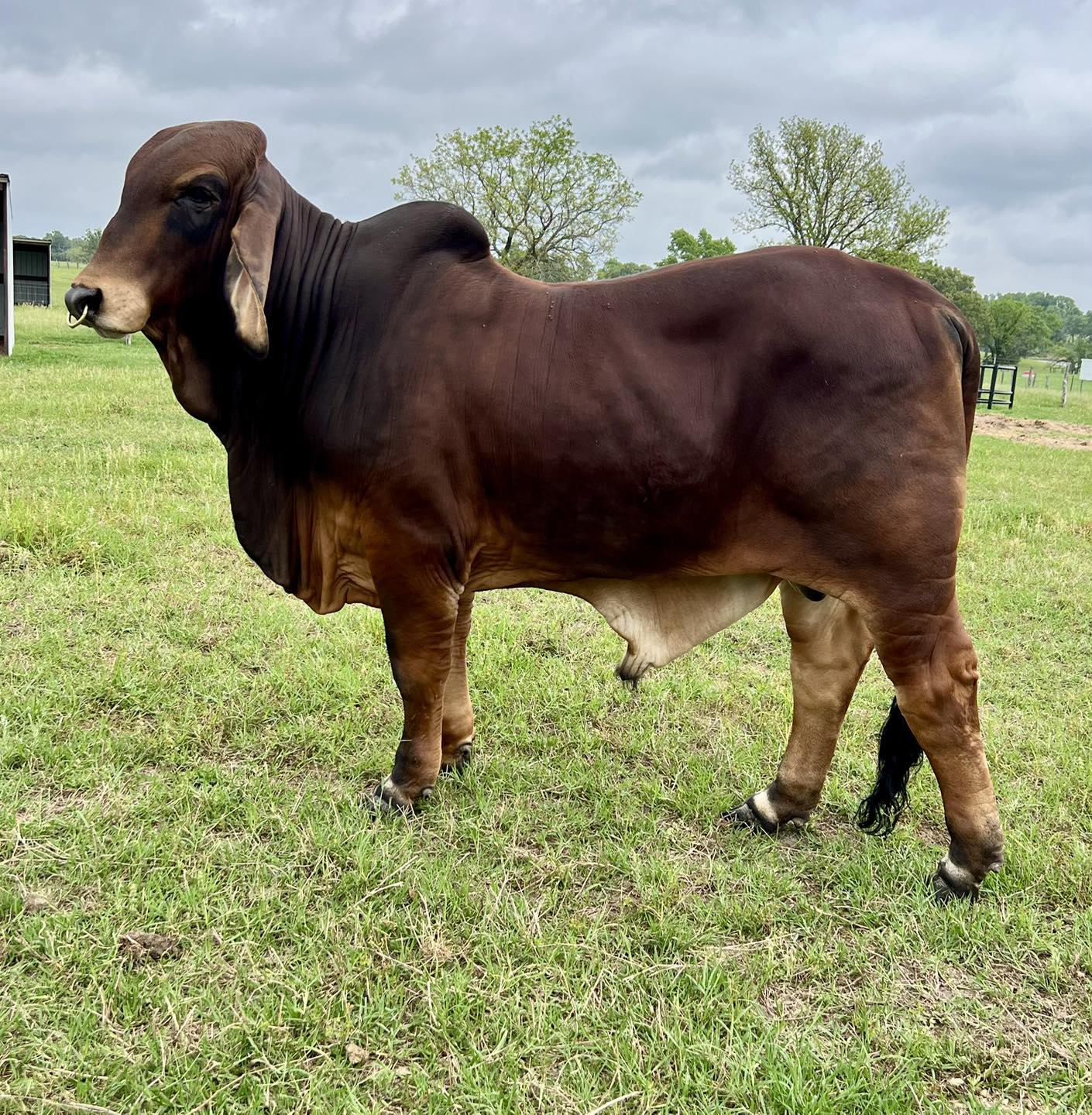 Razorback Farm