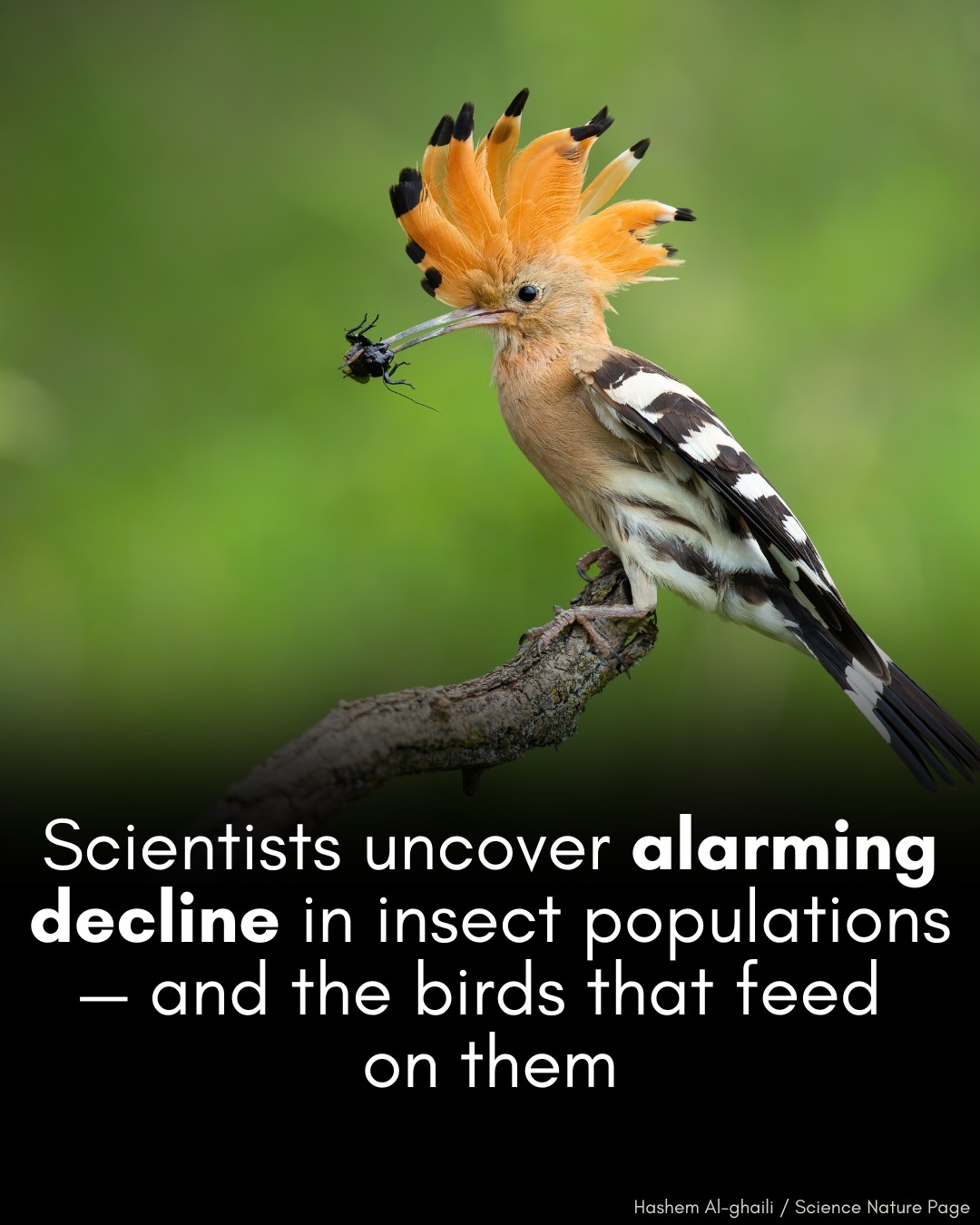 Hashem - 90% of known bird species rely on insects for food. They are ...