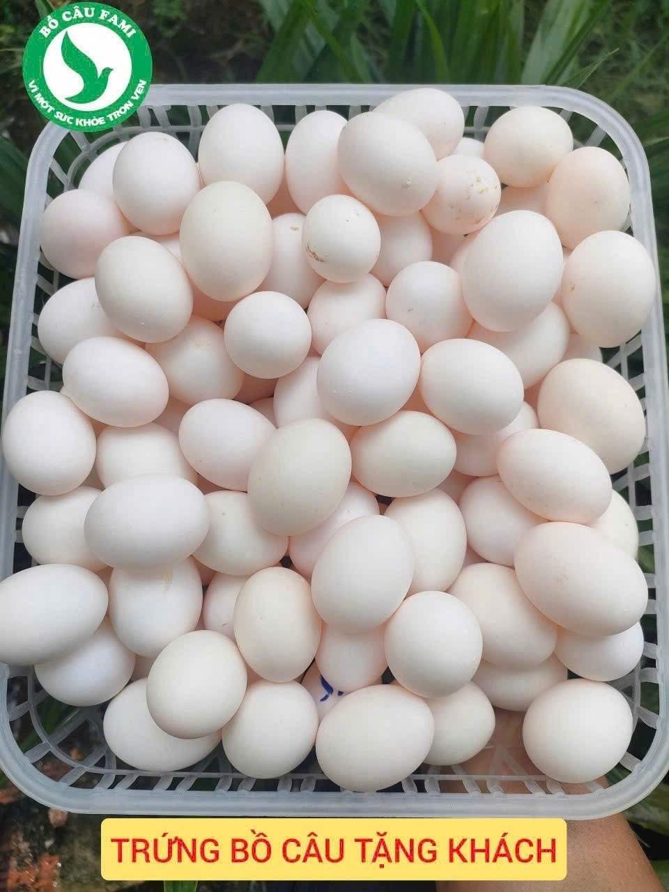 Bồ Câu Ra Ràng HCM