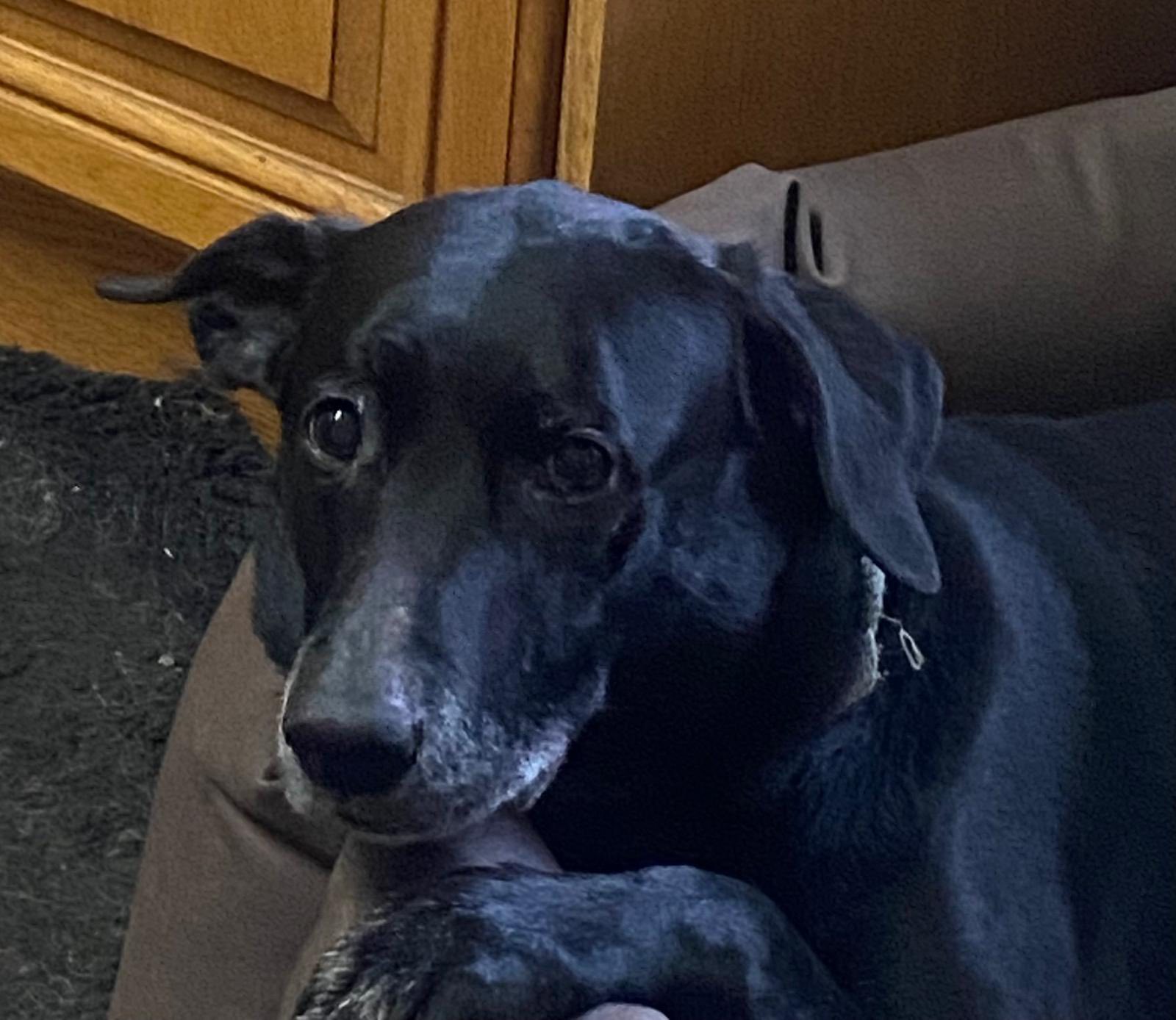 Labrador Retriever Rescue Scotland
