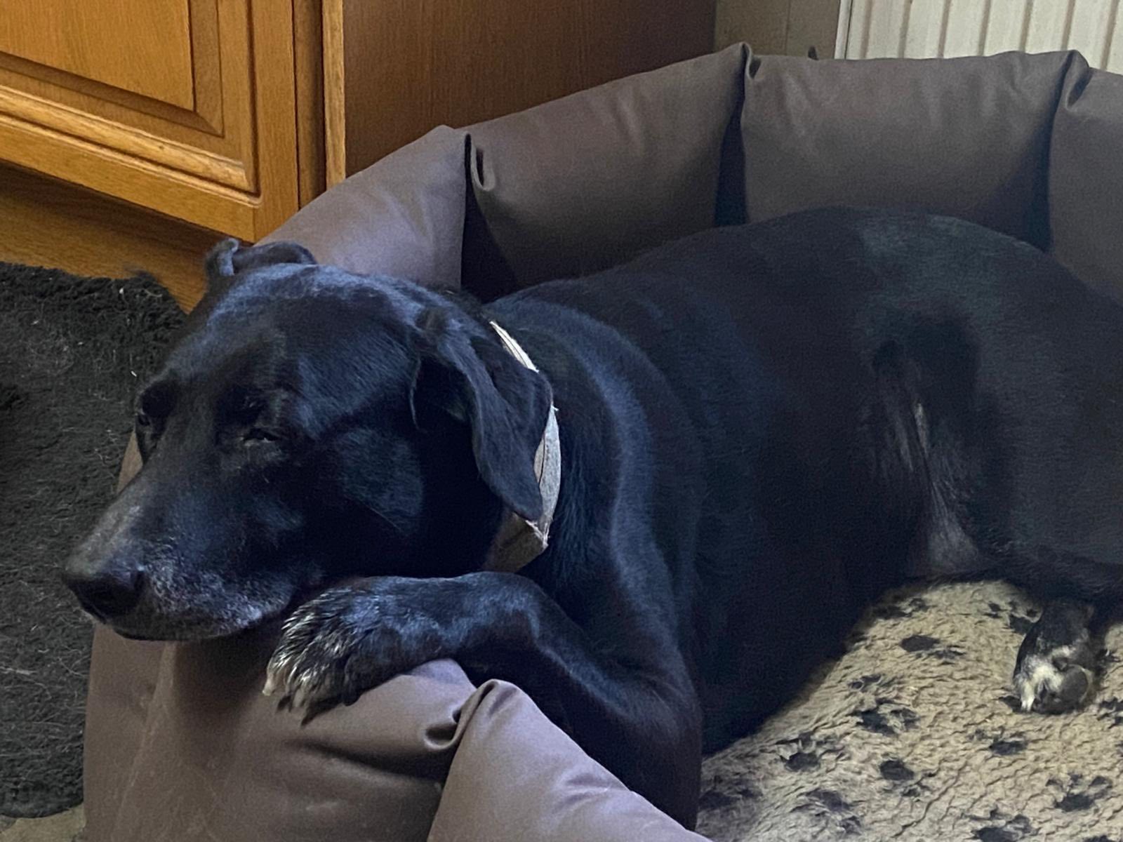 Labrador Retriever Rescue Scotland