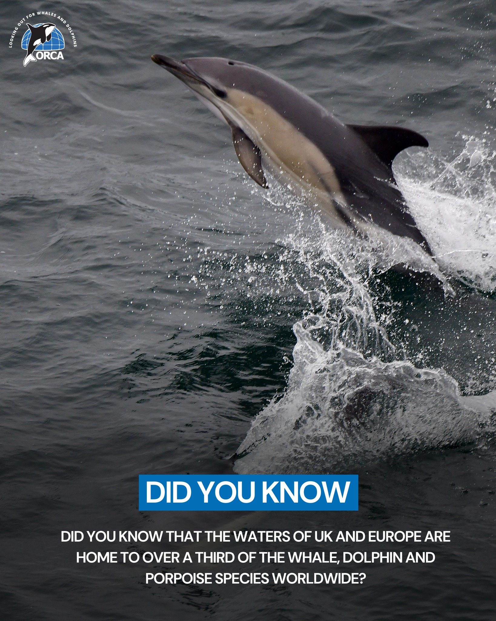 ORCA - Did you know the waters around the UK and Europe... | Facebook