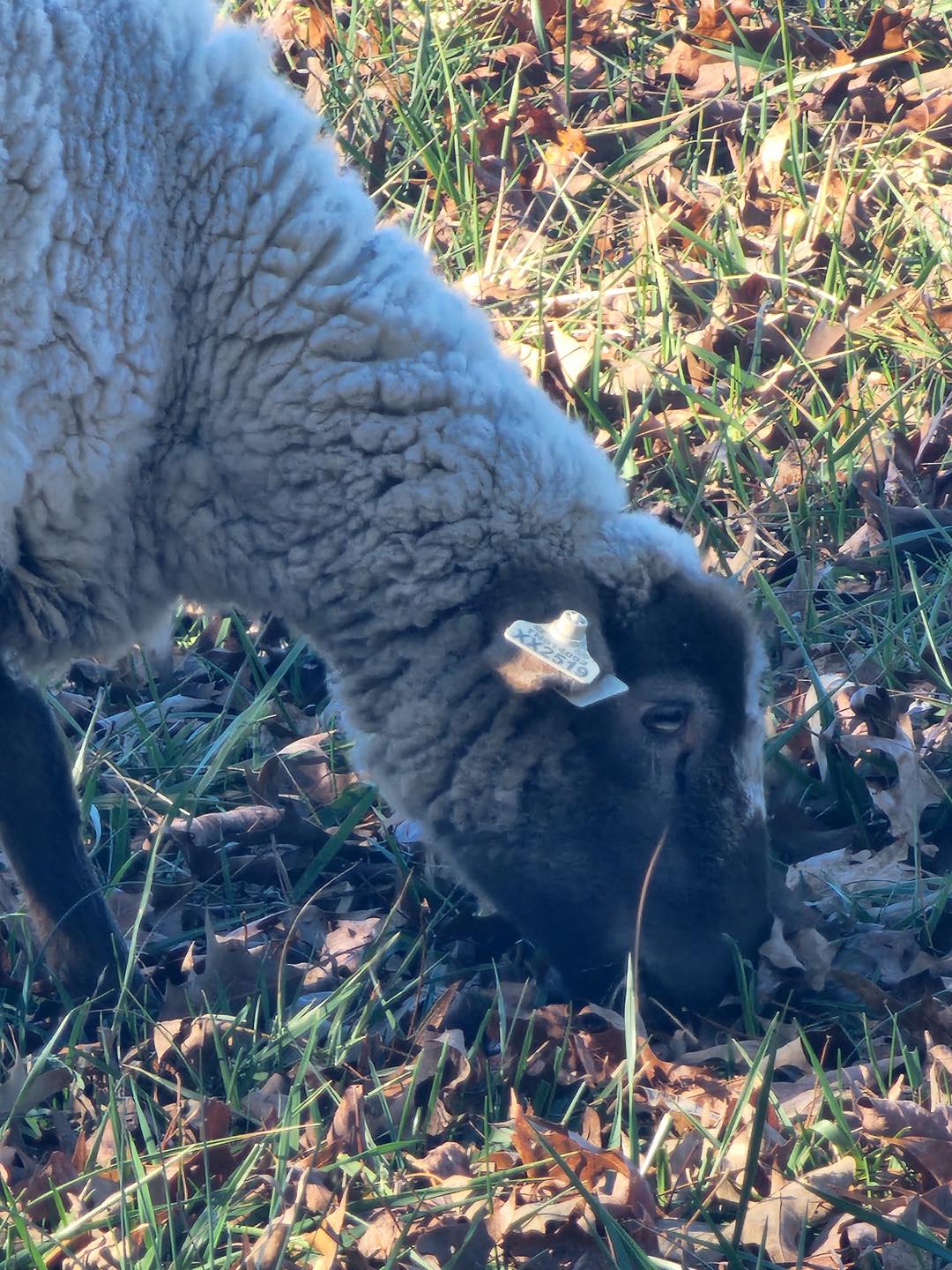 Who owns the lost sheep near highway in Franklin County?