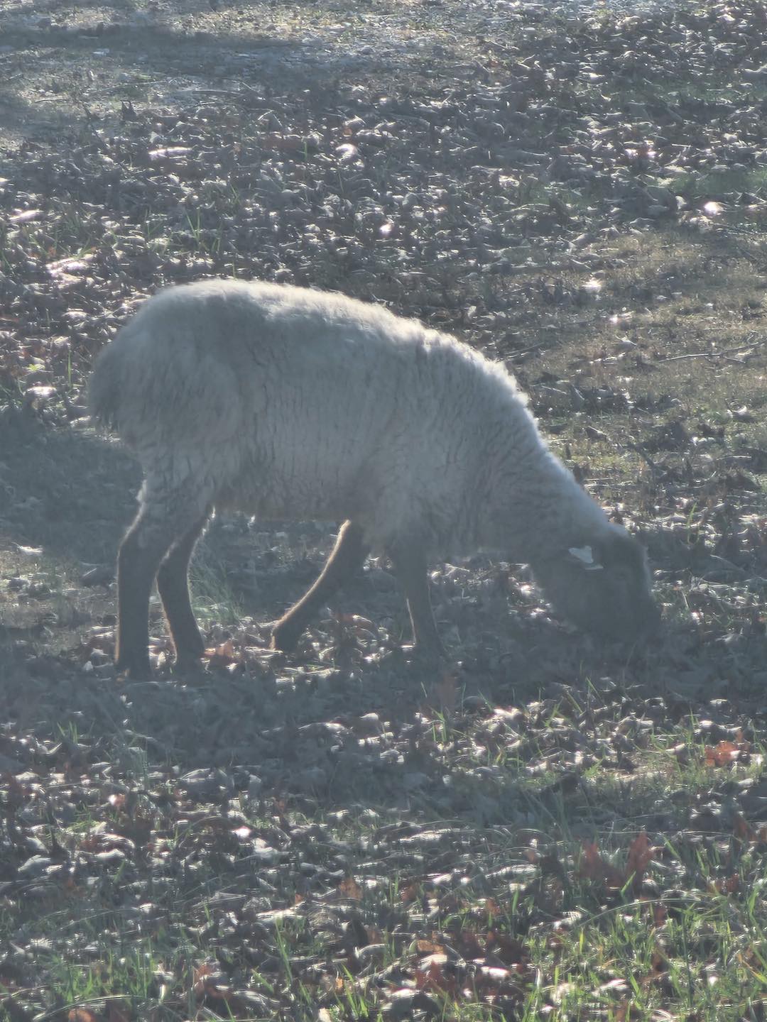 【sheep♪】 Who owns the lost sheep near highway in Franklin County?