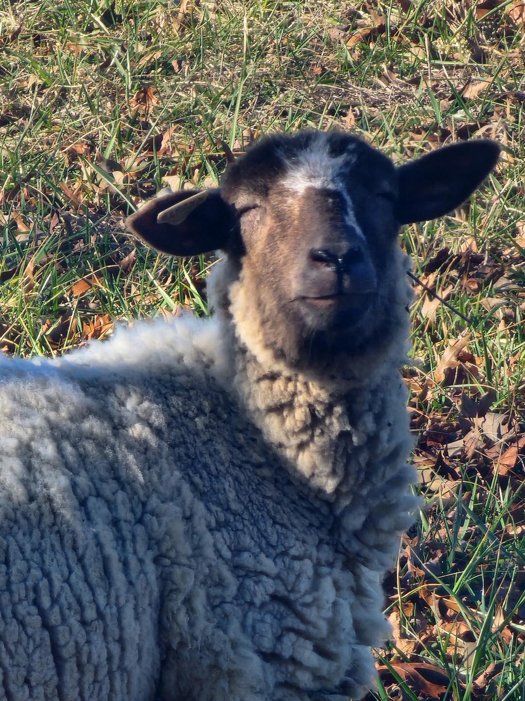 【sheep♪】 Who owns the lost sheep near highway in Franklin County?