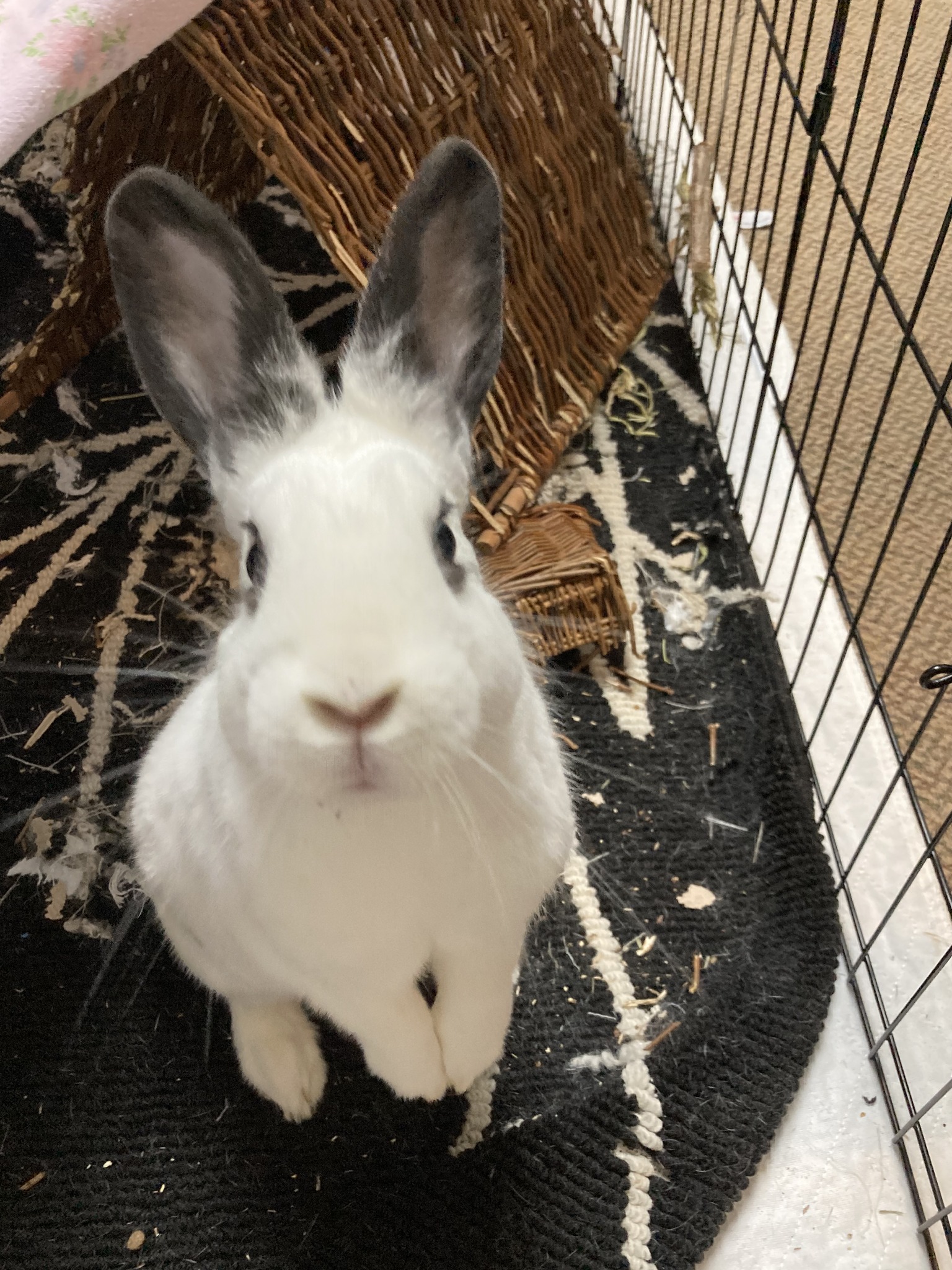 Hoppy New Year, I'm Phyllis!🥰... - Ohio House Rabbit Rescue | Facebook