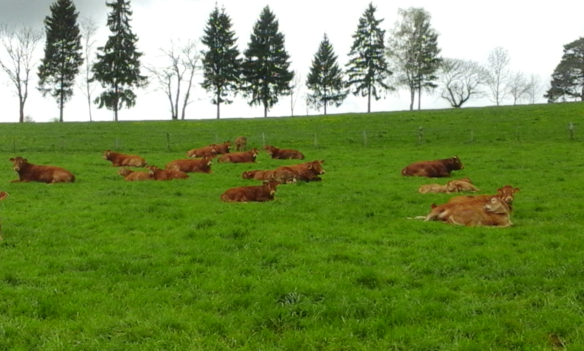 Elevage Limousin Merle Sébastien