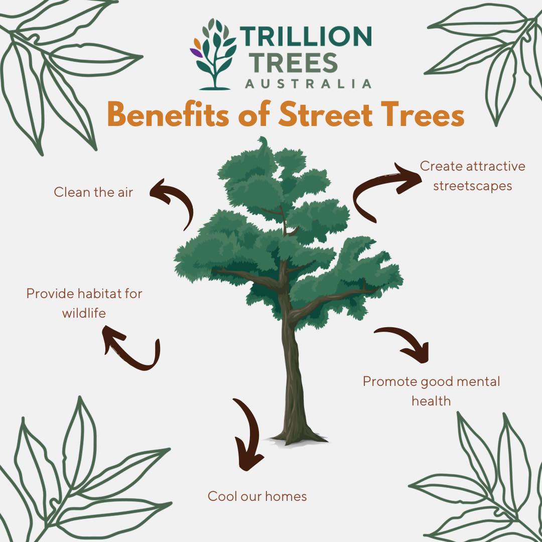 Trillion - STREET TREES 🌳 | There are so many reasons to embrace trees ...