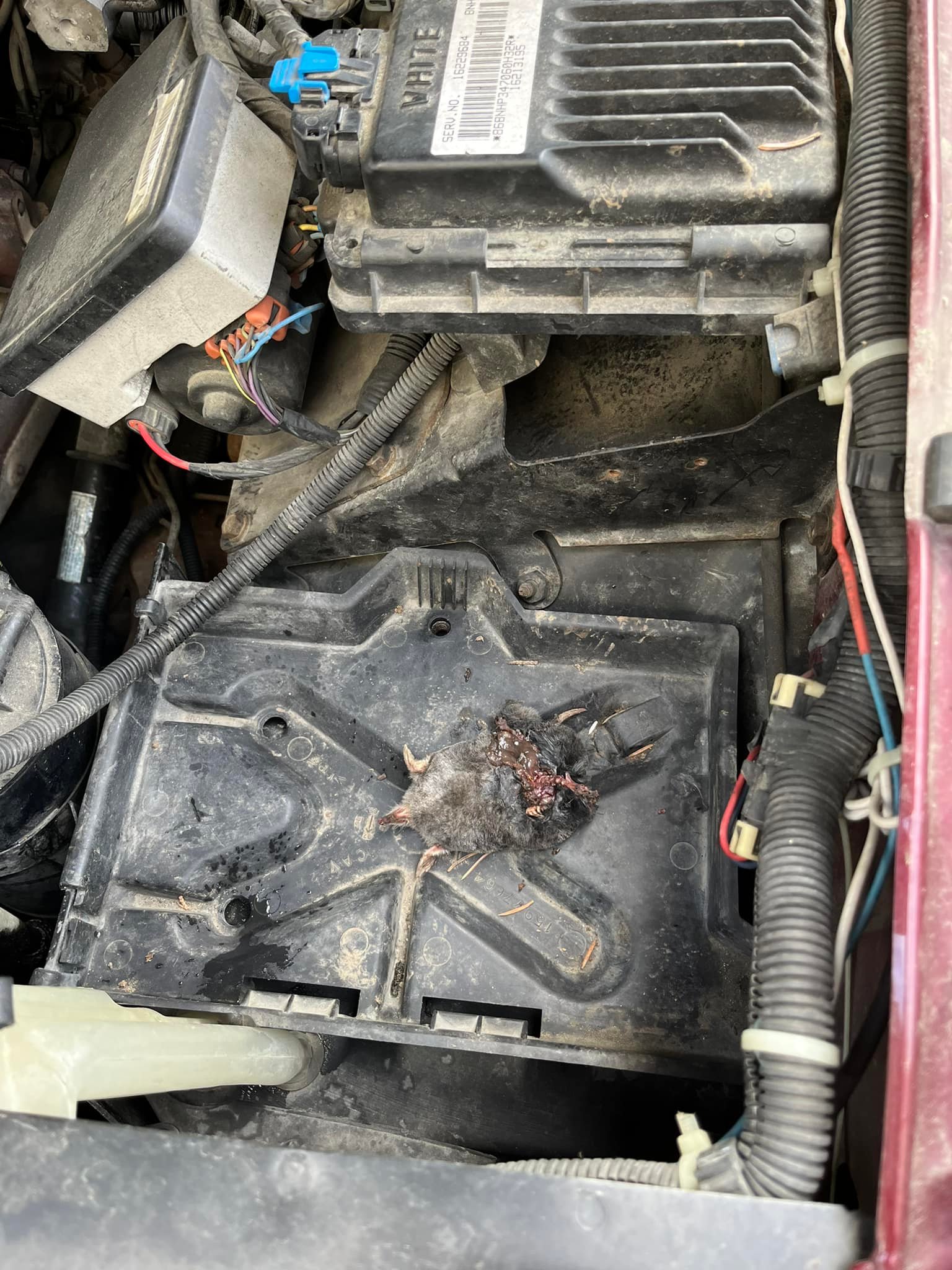 Chilliwack a Rat | Chilliwack BC