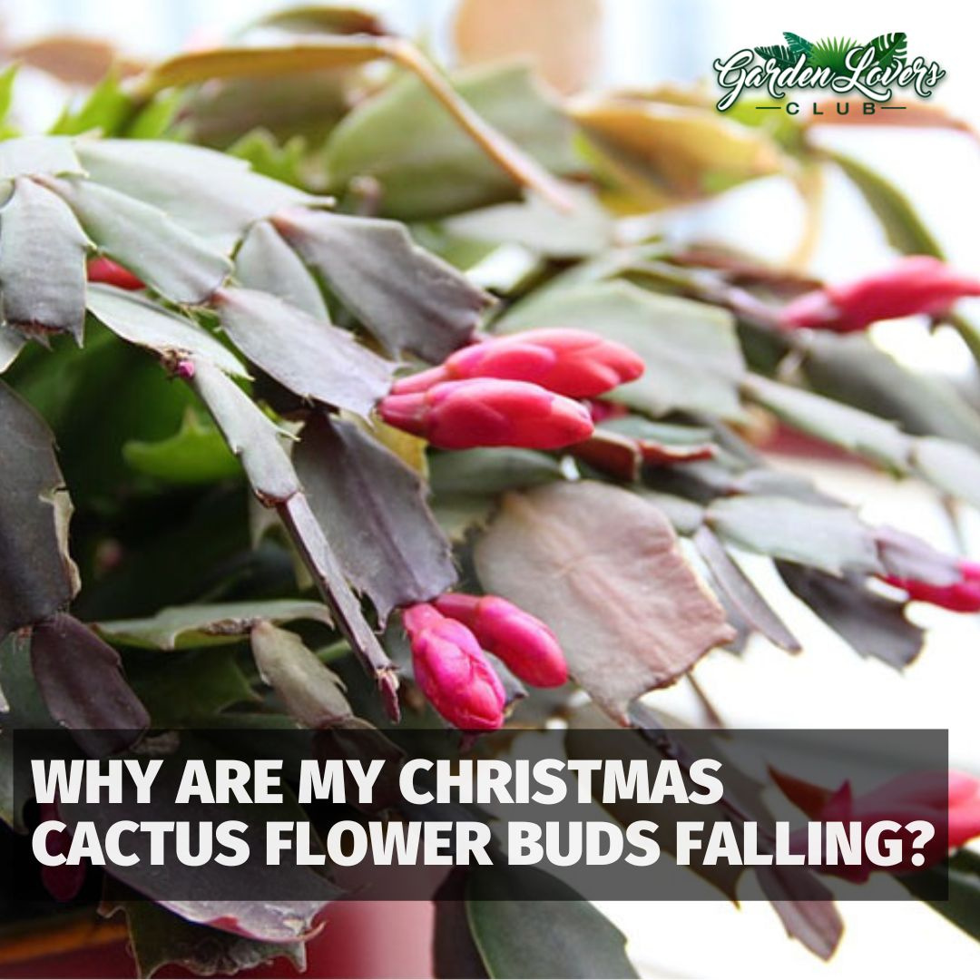 Why are my Christmas Cactus Flower... - Garden Lovers Club | Facebook