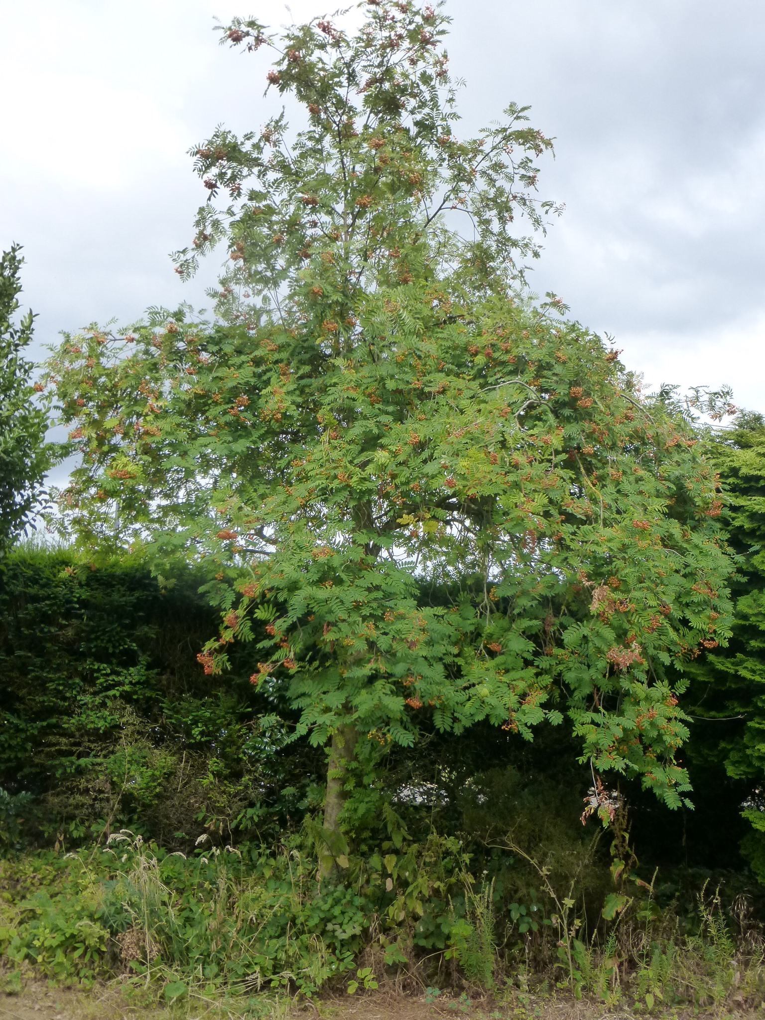 Holy Rood House - The Rowan trees in our healing garden...