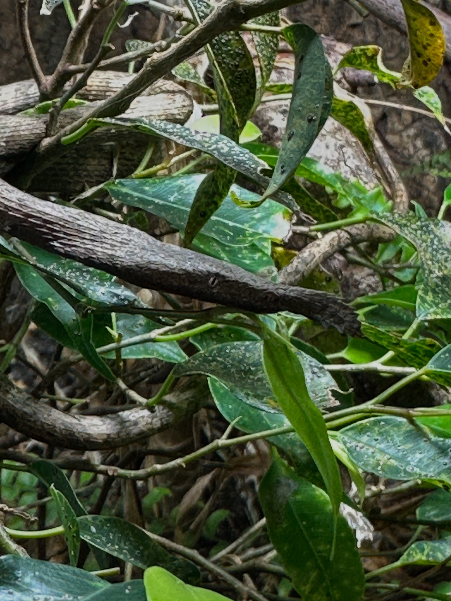 Millennium - Can you spot her? In this photo is a female Madagascan ...