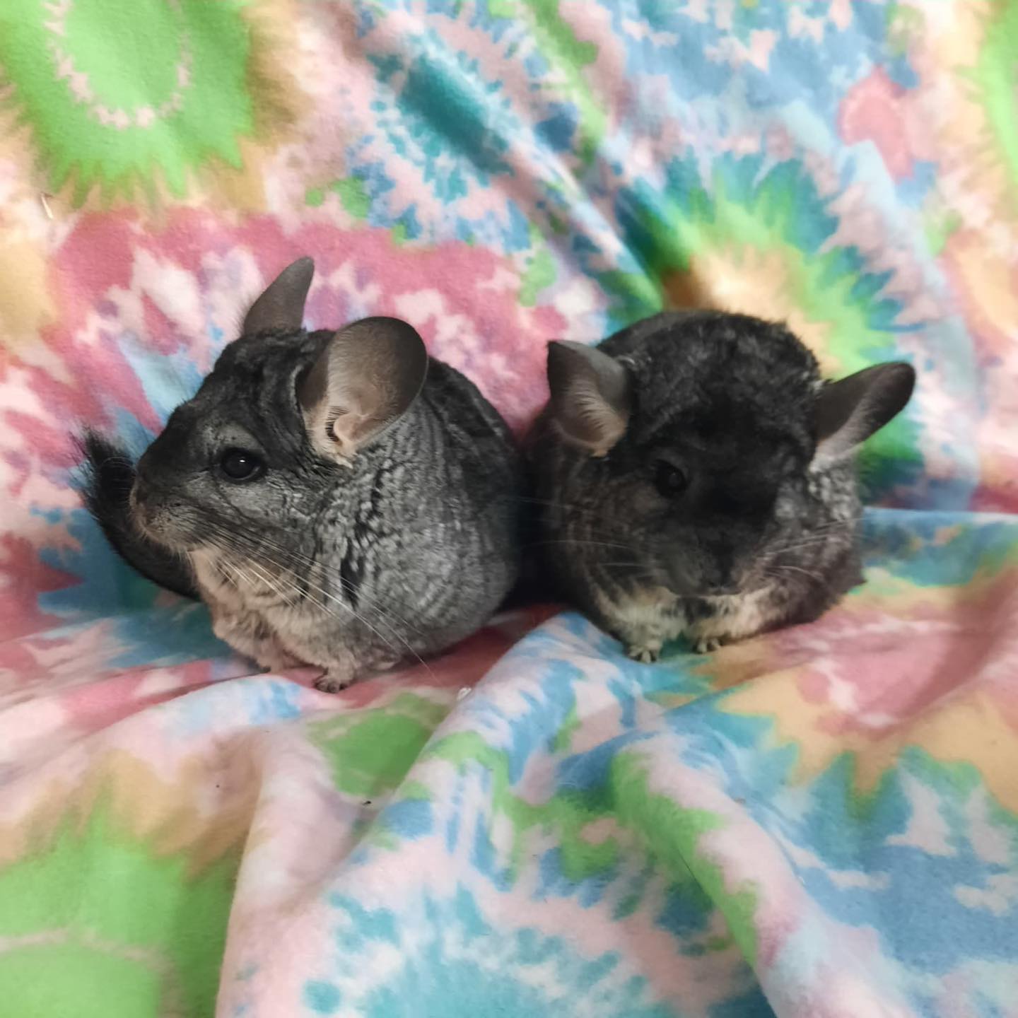💜 Meet Willow & Autumn! 💜... - Bunny Bunch Rabbit Rescue | Facebook