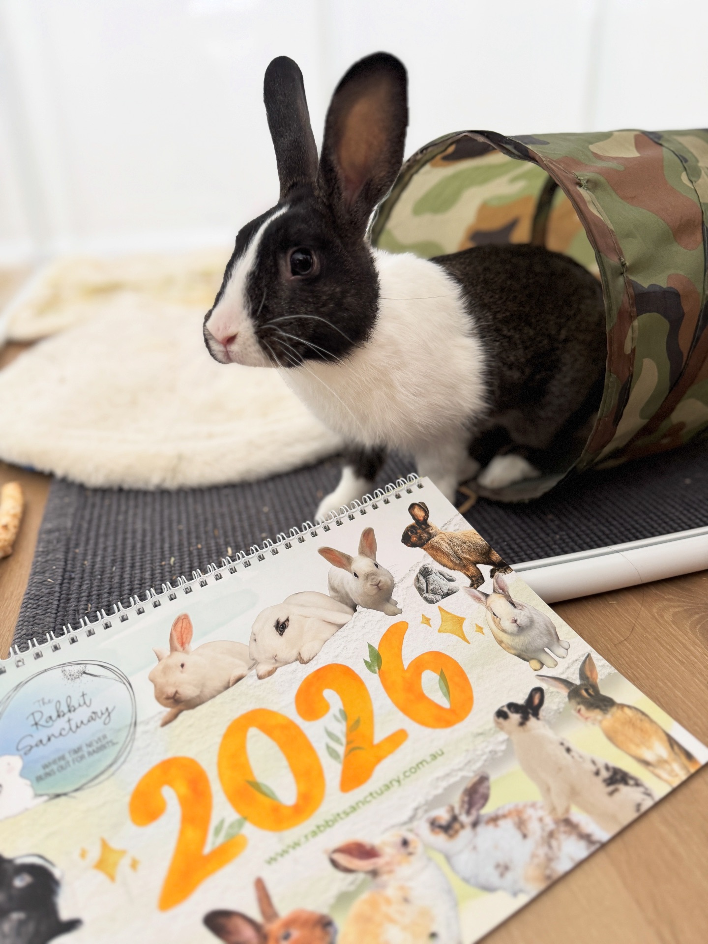PERFECT CHRISTMAS GIFT 🎁 Some... - The Rabbit Sanctuary | Facebook