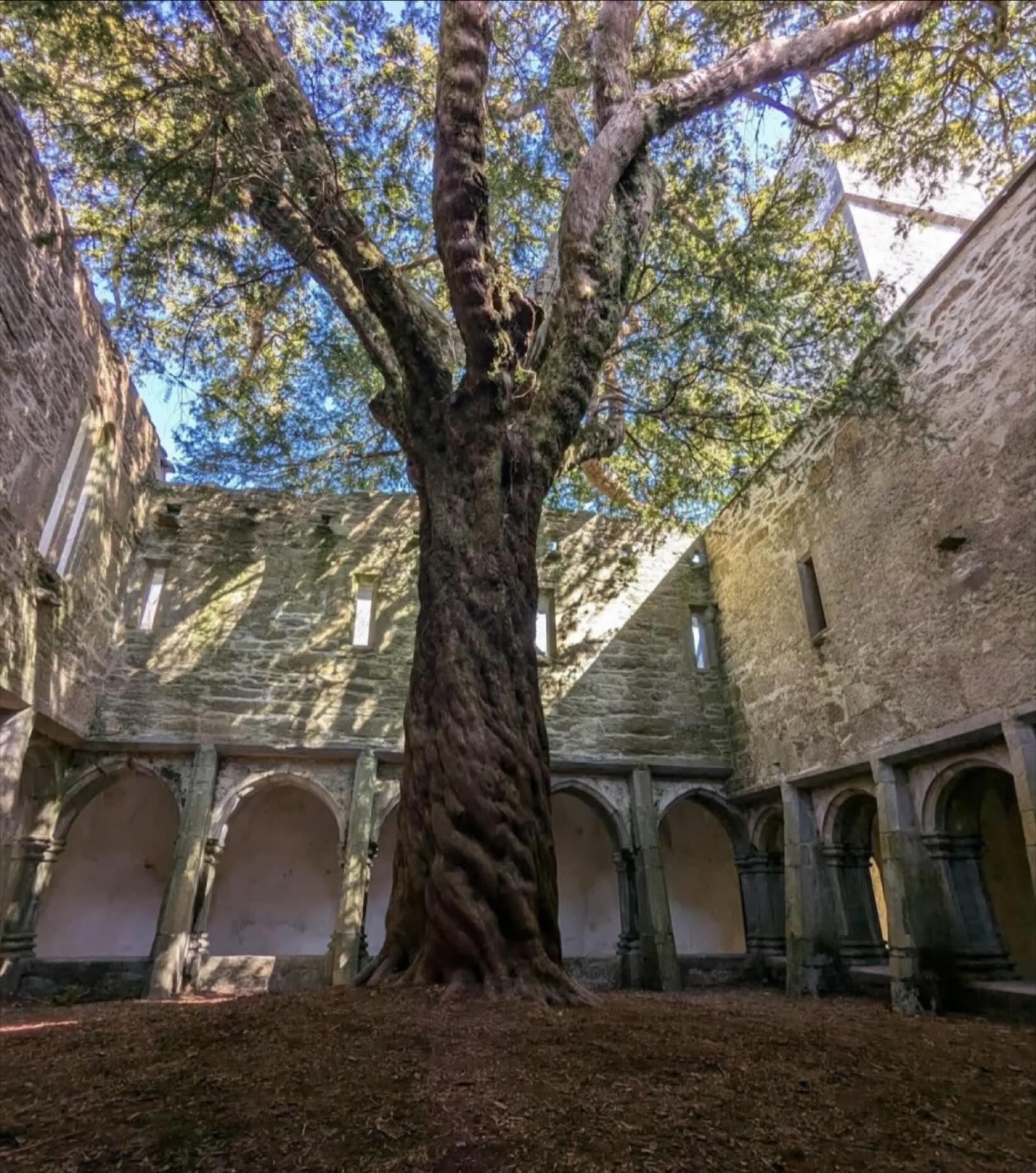 Ancient - The yew tree at Muckross Abbey is a prominent feature and a ...