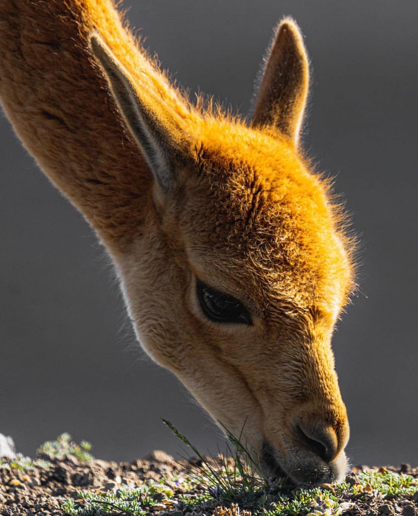 Ecua Paradise - Las Vicuñas son animales originarios de la...