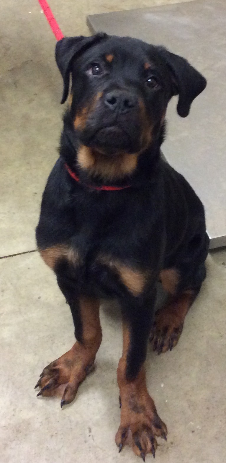 Hardin - Archer male 4 month old rottweiler mix | Facebook