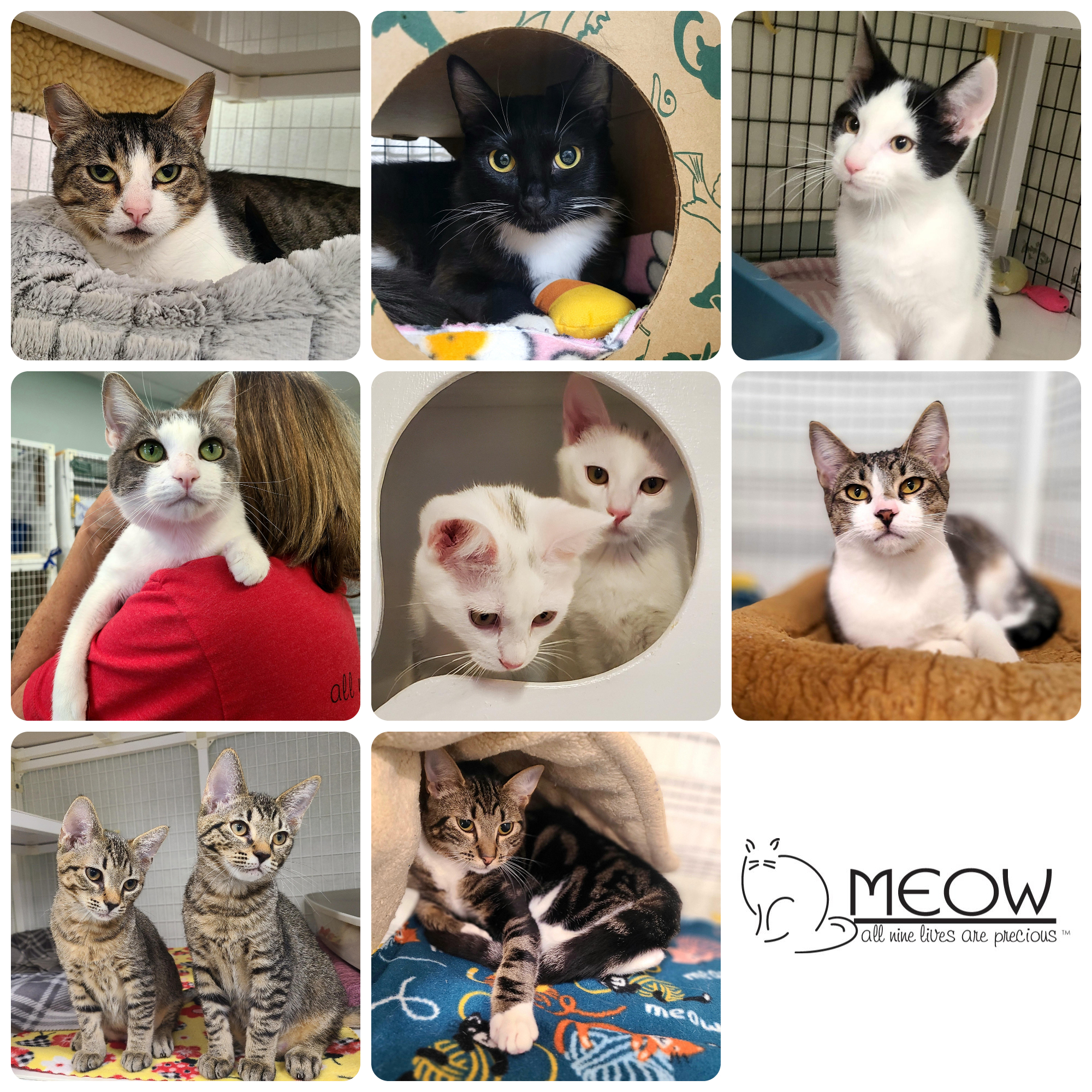 MEOW - MEOW Cat Rescue currently sits at FULL CAPACITY! In order for us ...