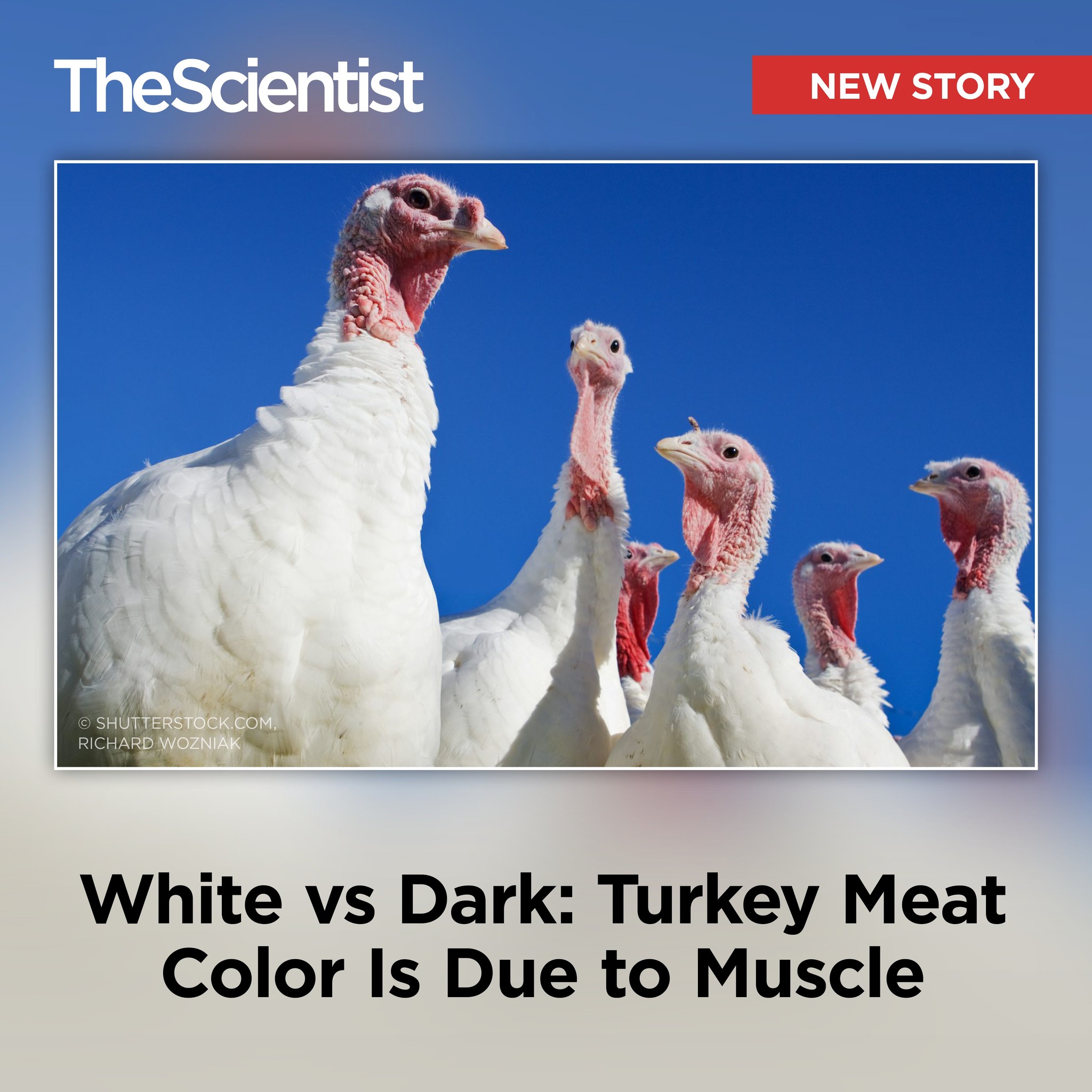 The Scientist - Are you team white meat or team dark meat? That flavor ...