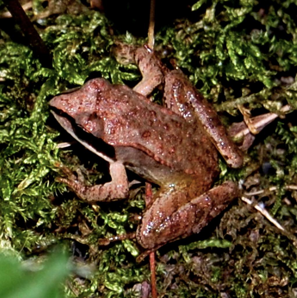 Grass - Wood frogs are medium-sized frogs with brownish, tan, or ...