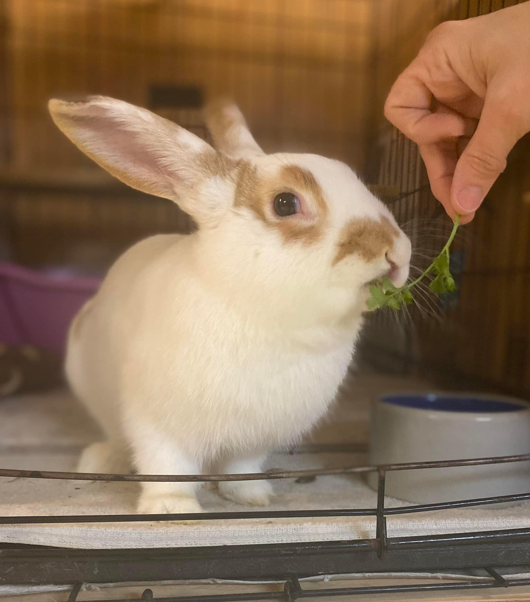 Long Island Rabbit... - Long Island Rabbit Rescue Group