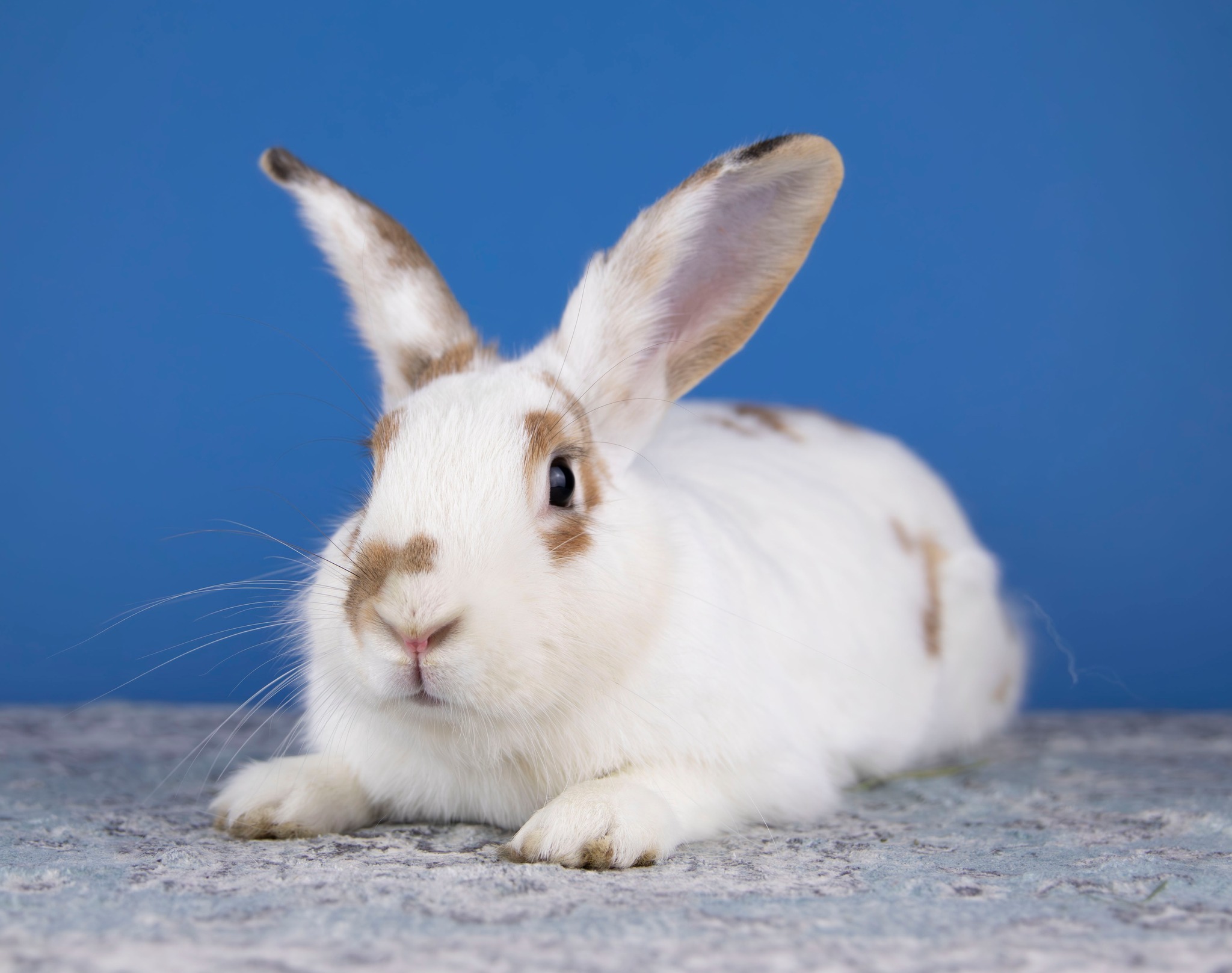 Long Island Rabbit... - Long Island Rabbit Rescue Group
