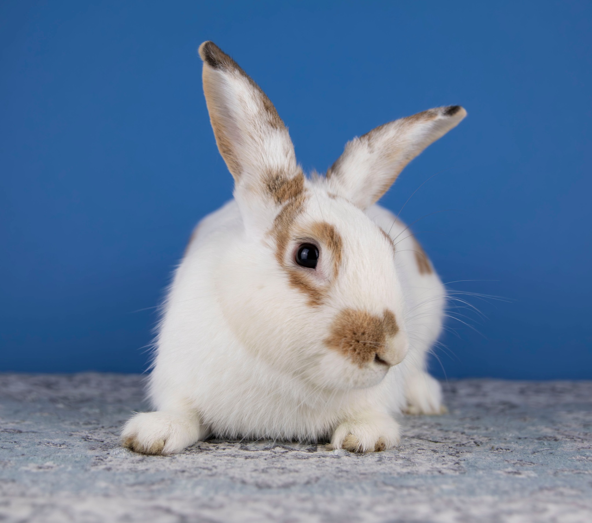 Long Island Rabbit... - Long Island Rabbit Rescue Group